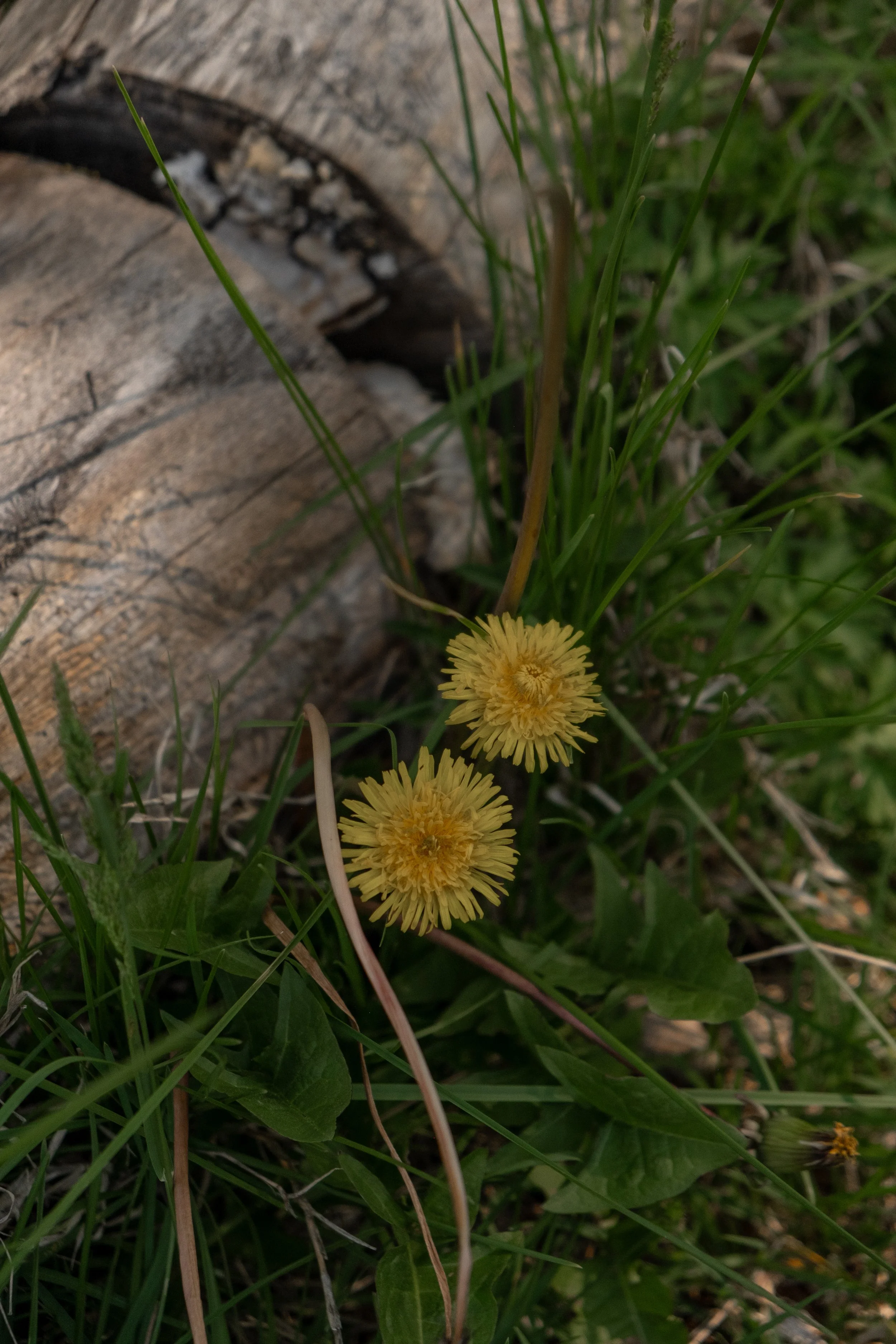 DSCF4485.jpg