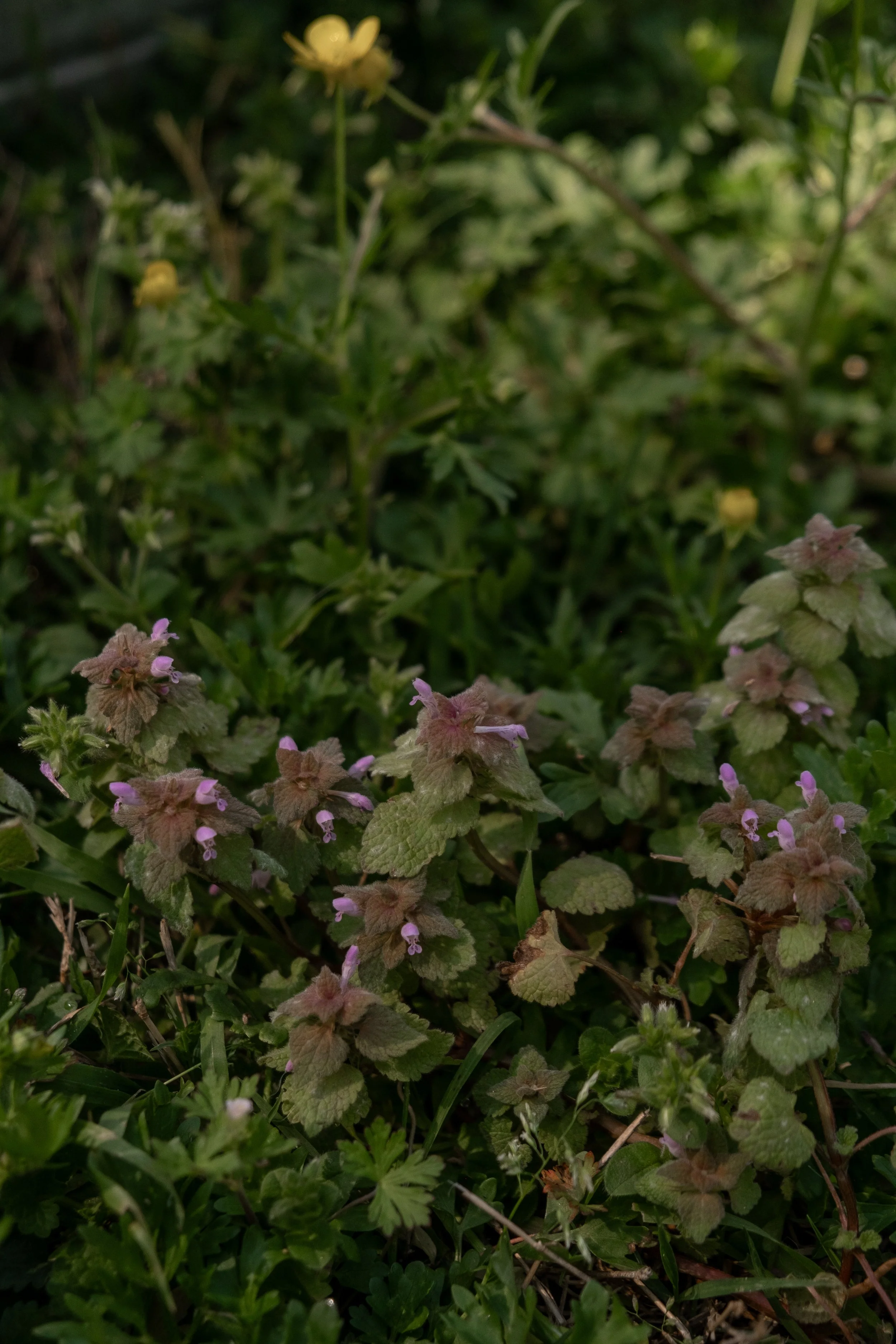 DSCF4508.jpg