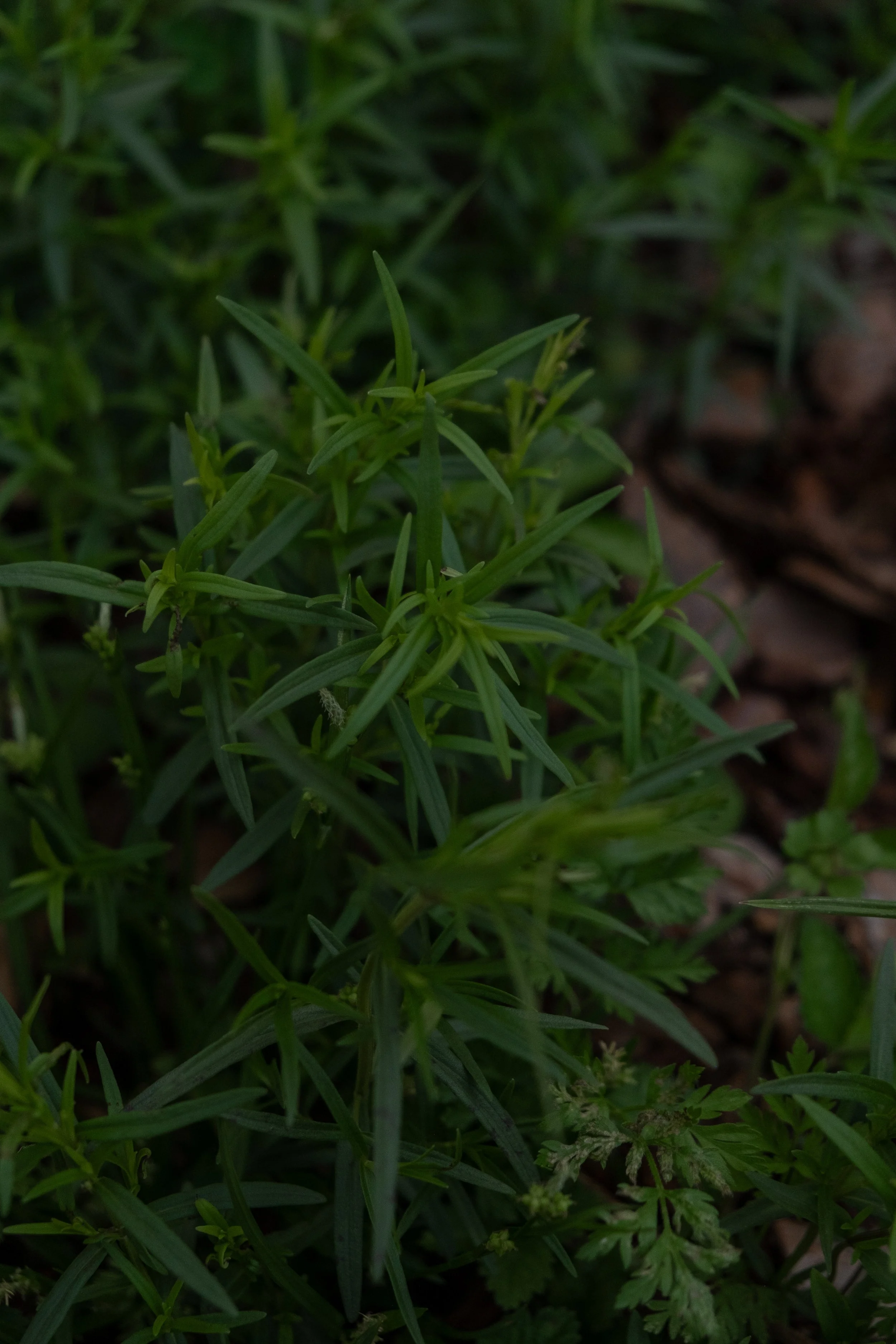 DSCF4533.jpg