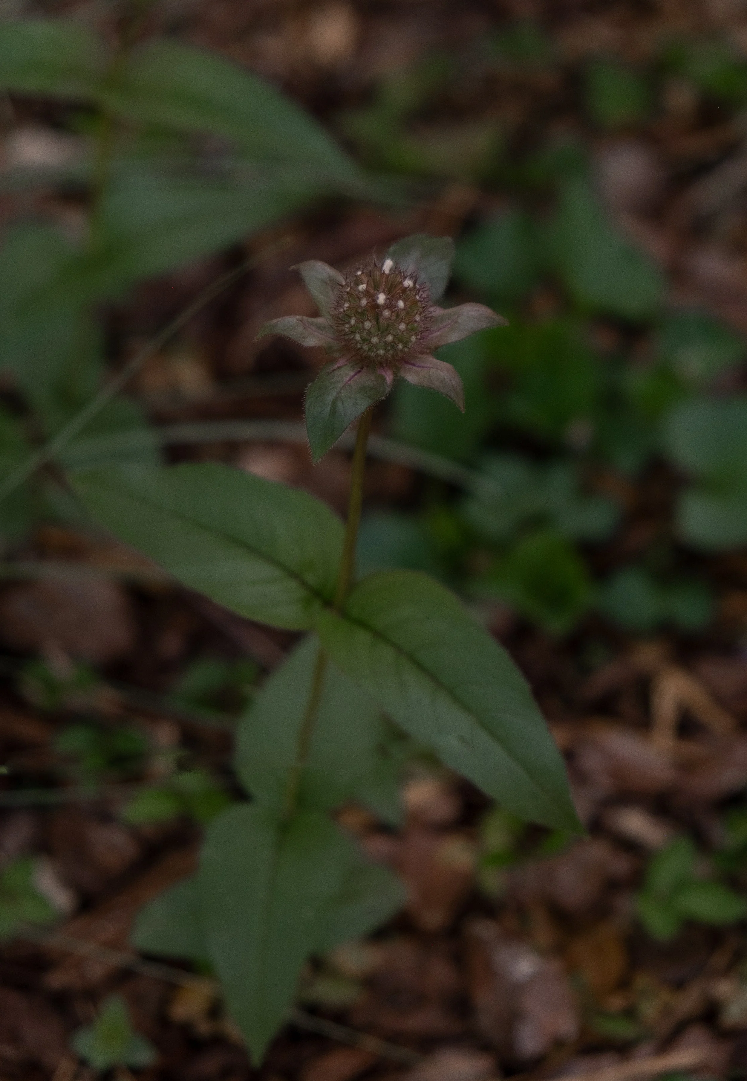 DSCF4540.jpg
