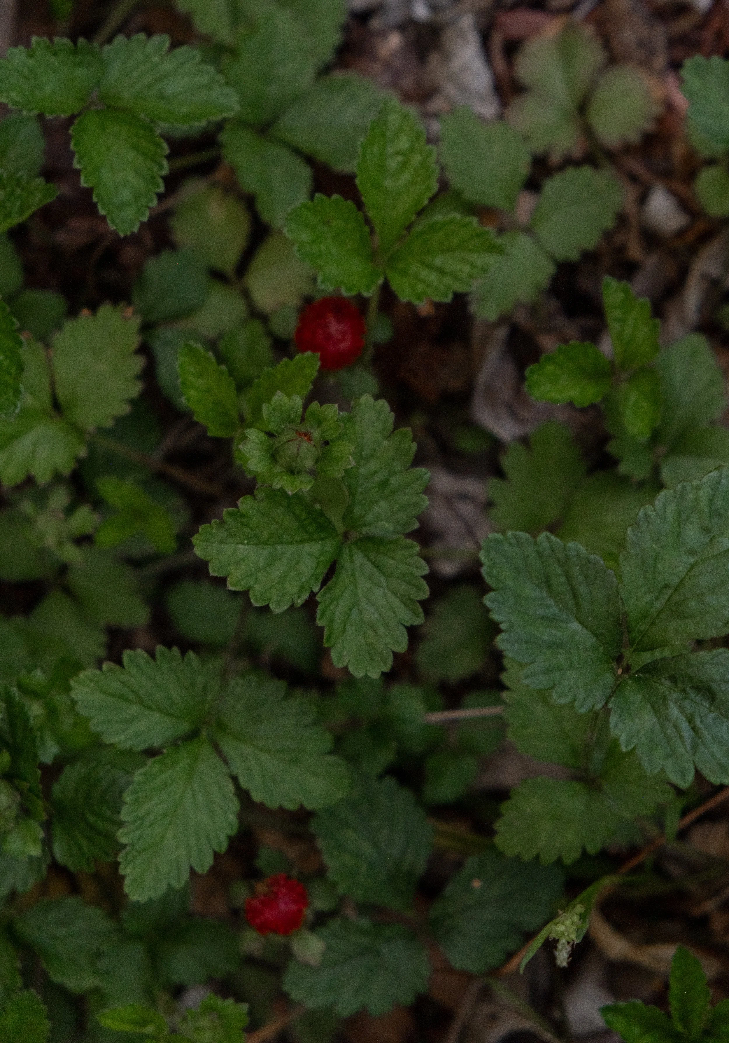 DSCF4535.jpg