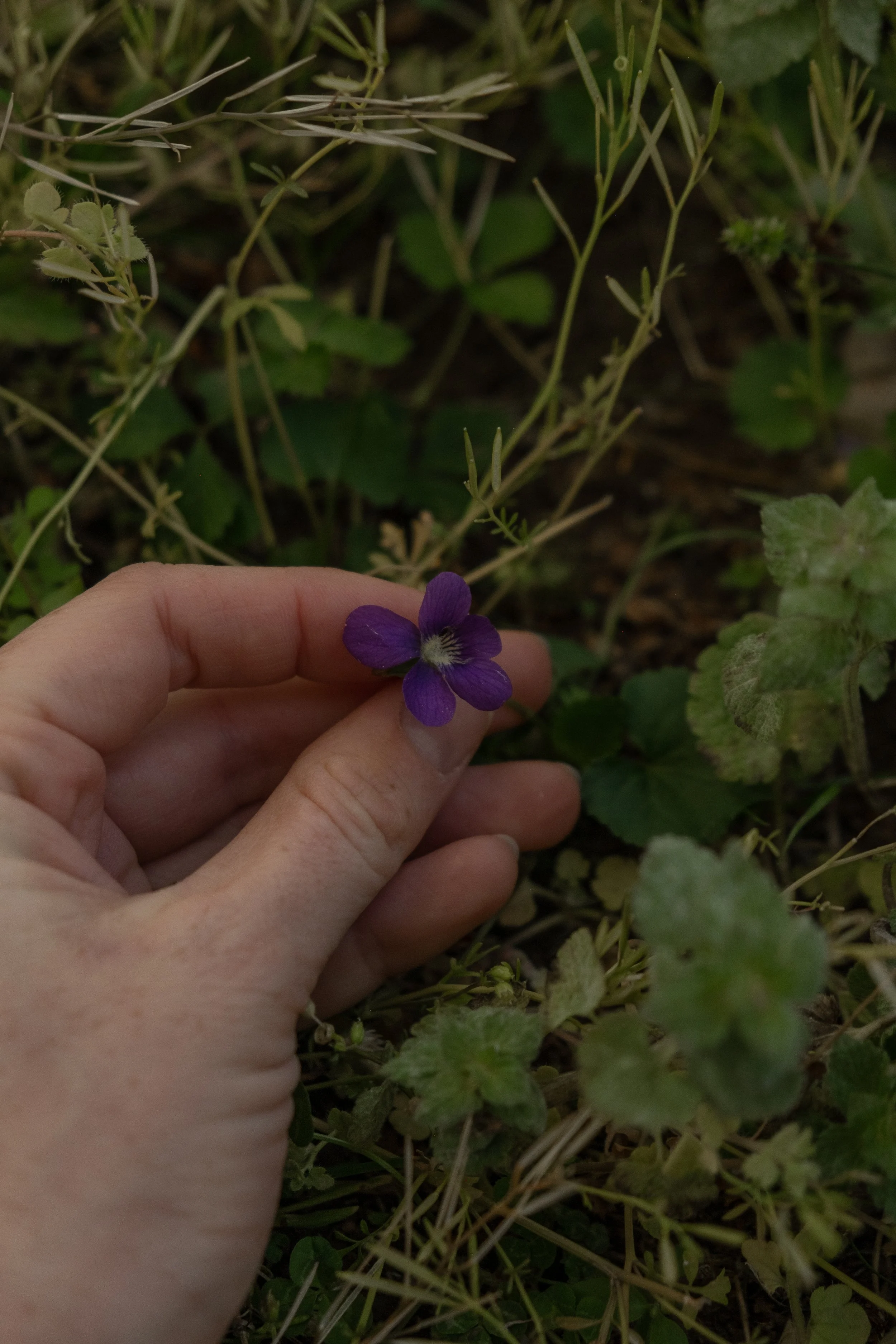 DSCF4499.jpg