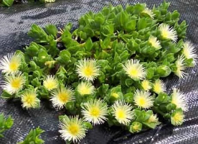 Photo of a Kanna plant in nature