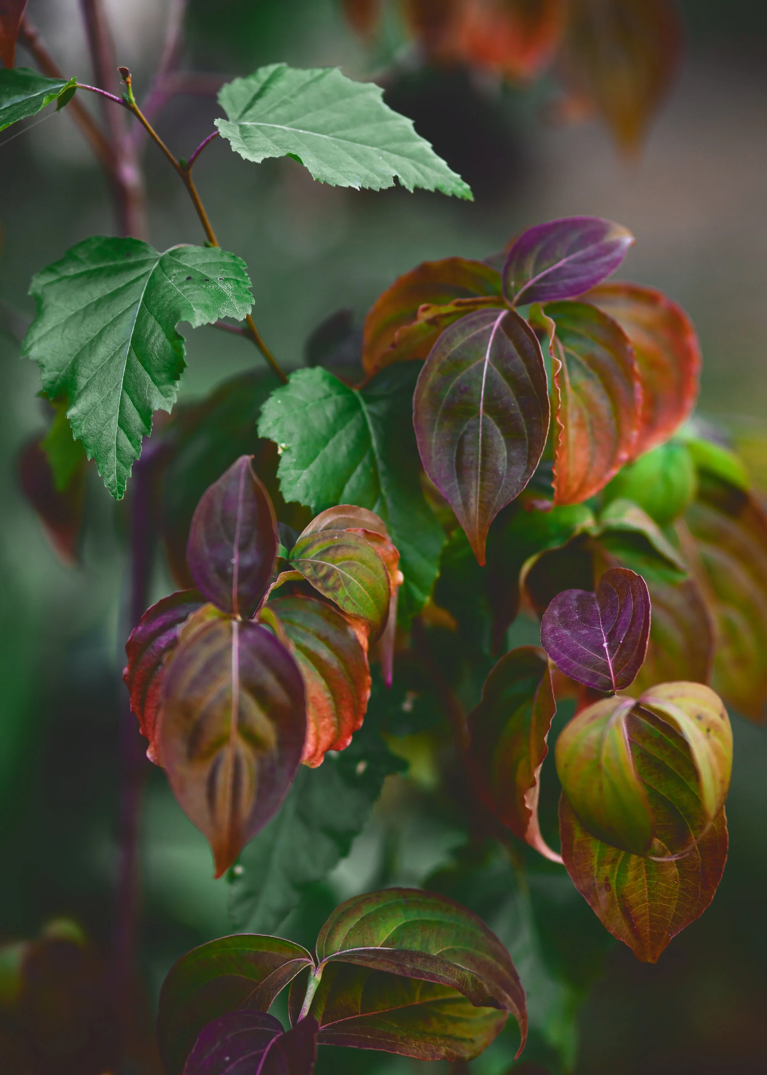 dogwood2.jpg