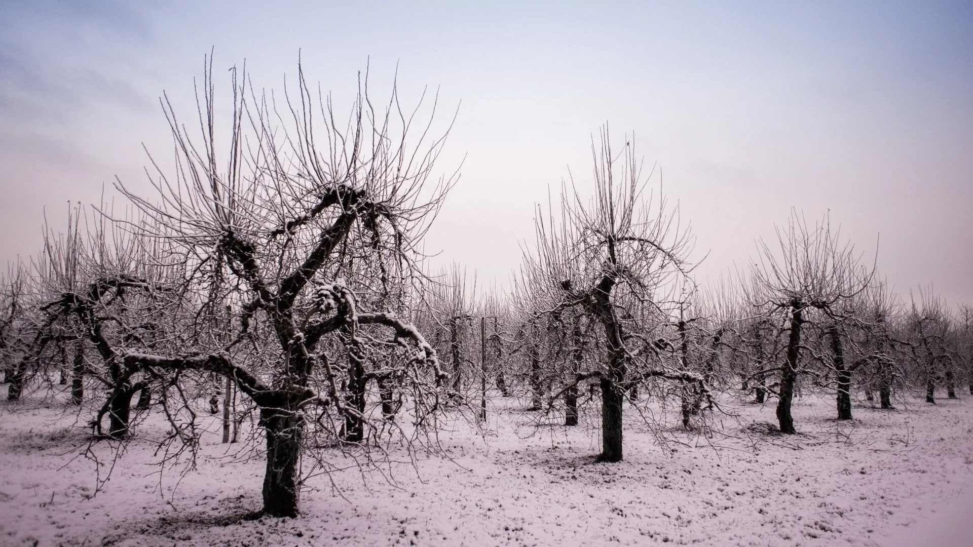 apple tree.jpg