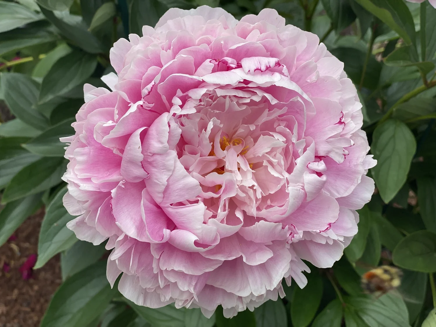 Episode 6: Peonies, plant nomenclature and garden pests