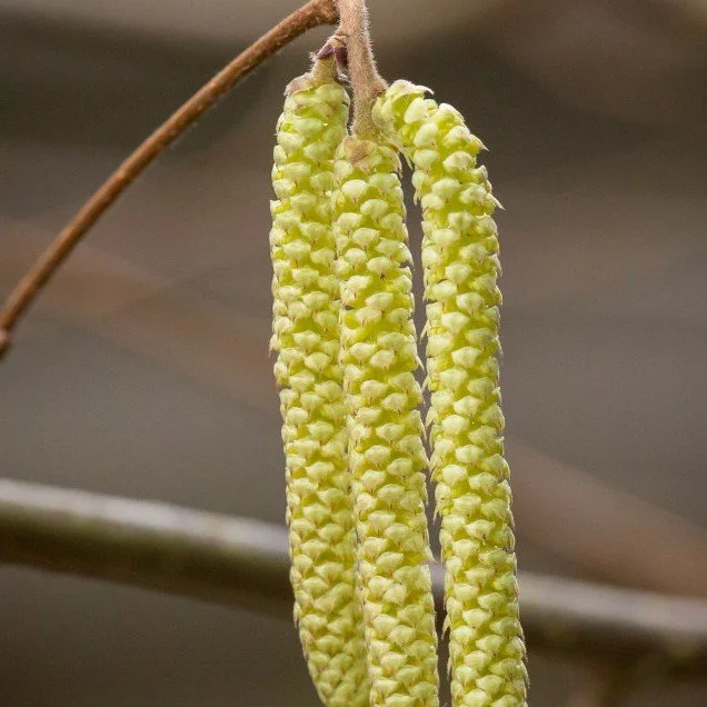 Episode 7: Winter gardens, miniature goats and Jesus seeds