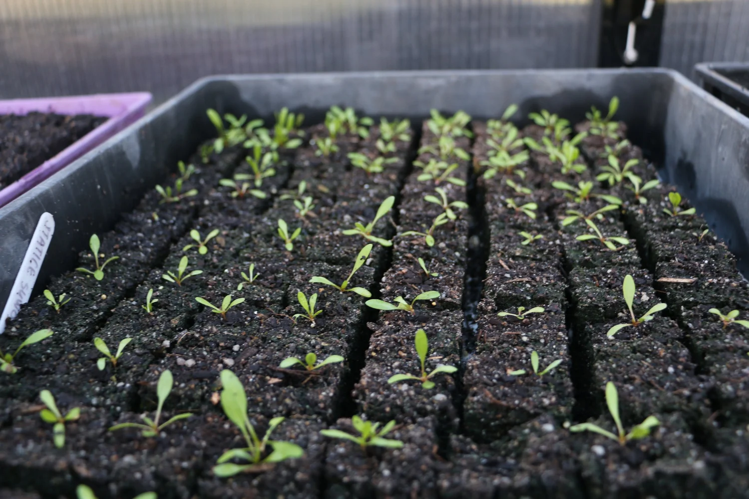 Episode 11: Organic matter, biodynamic gardening, blackspot on roses