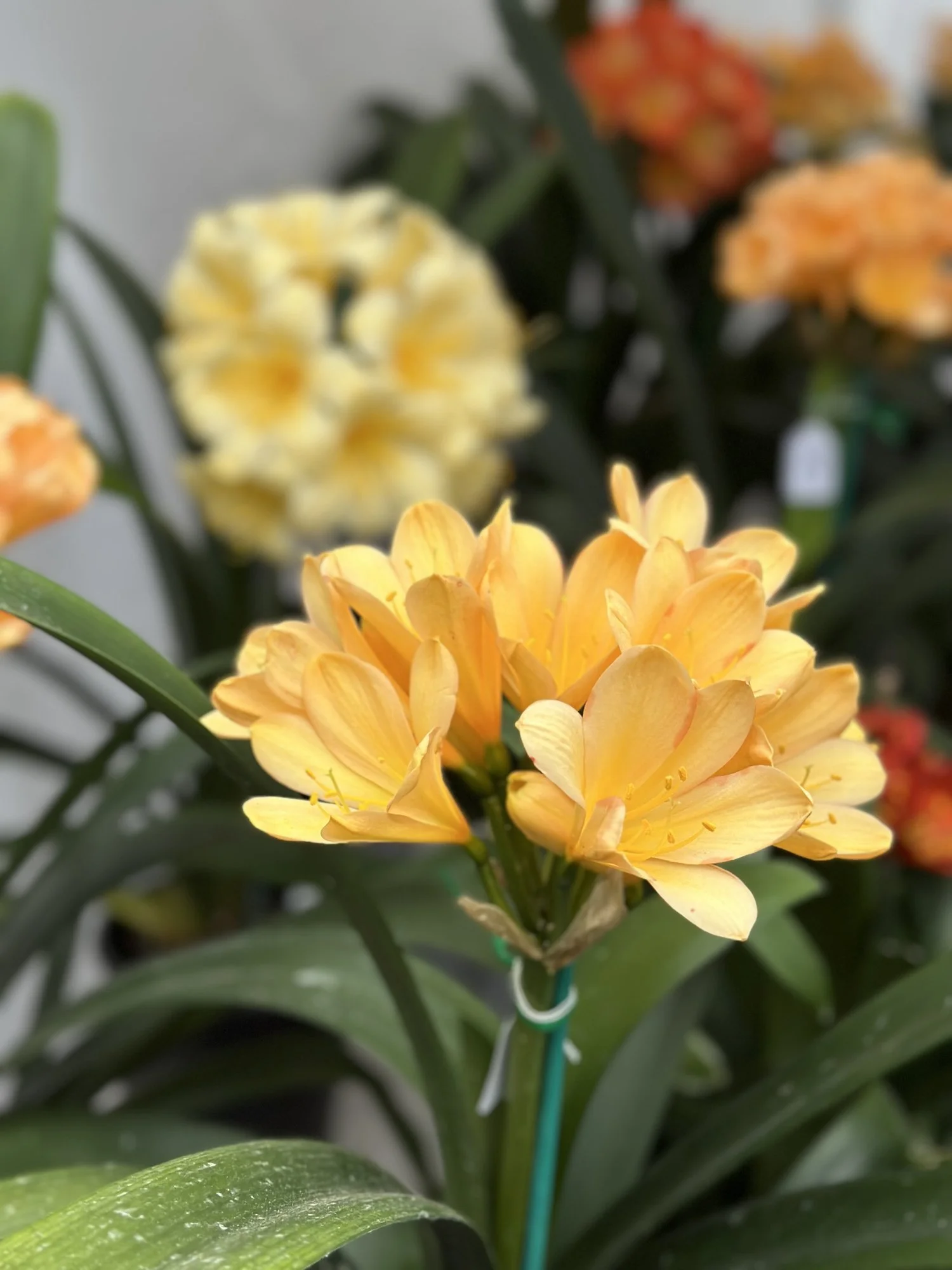 Episode 12: Grafting techniques, gypsum and shade plants