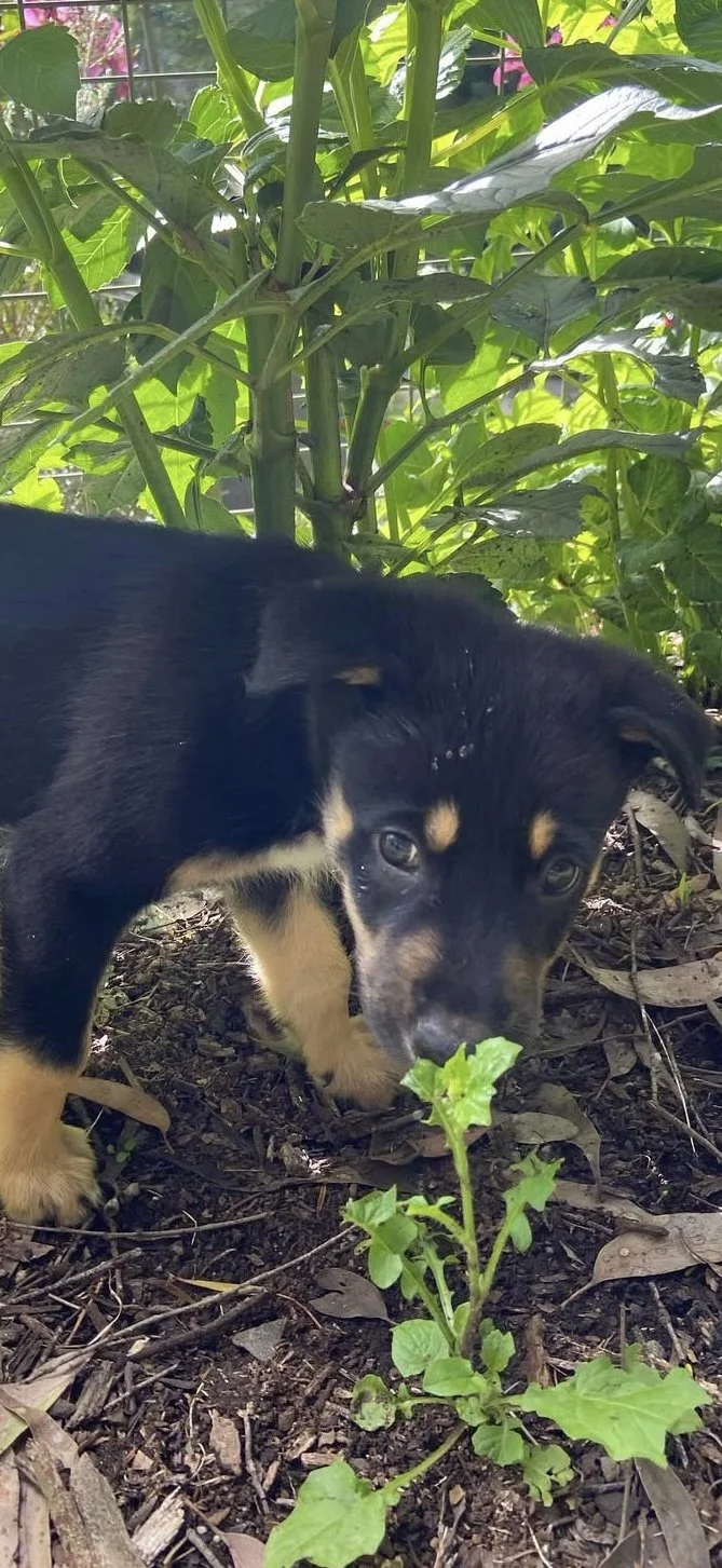 Episode 15: Summer gardening with olives, blackberries, slugs and a puppy