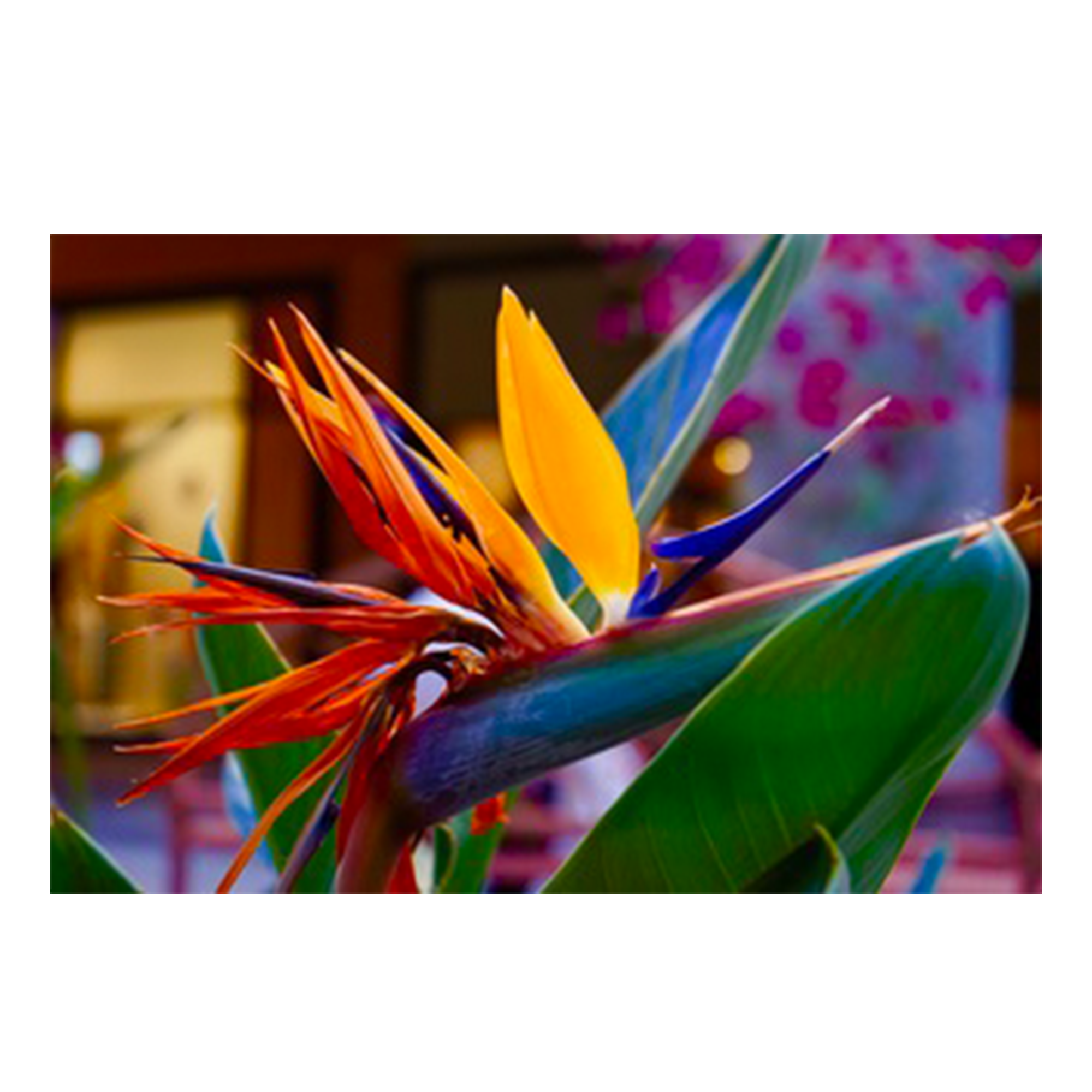 Bird of Paradise