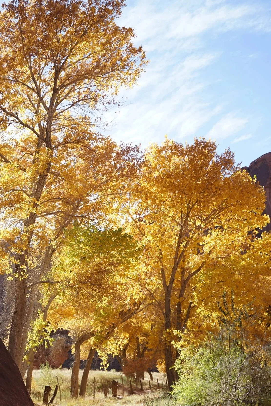 COMING SOON - Joy's Autumn Adventures