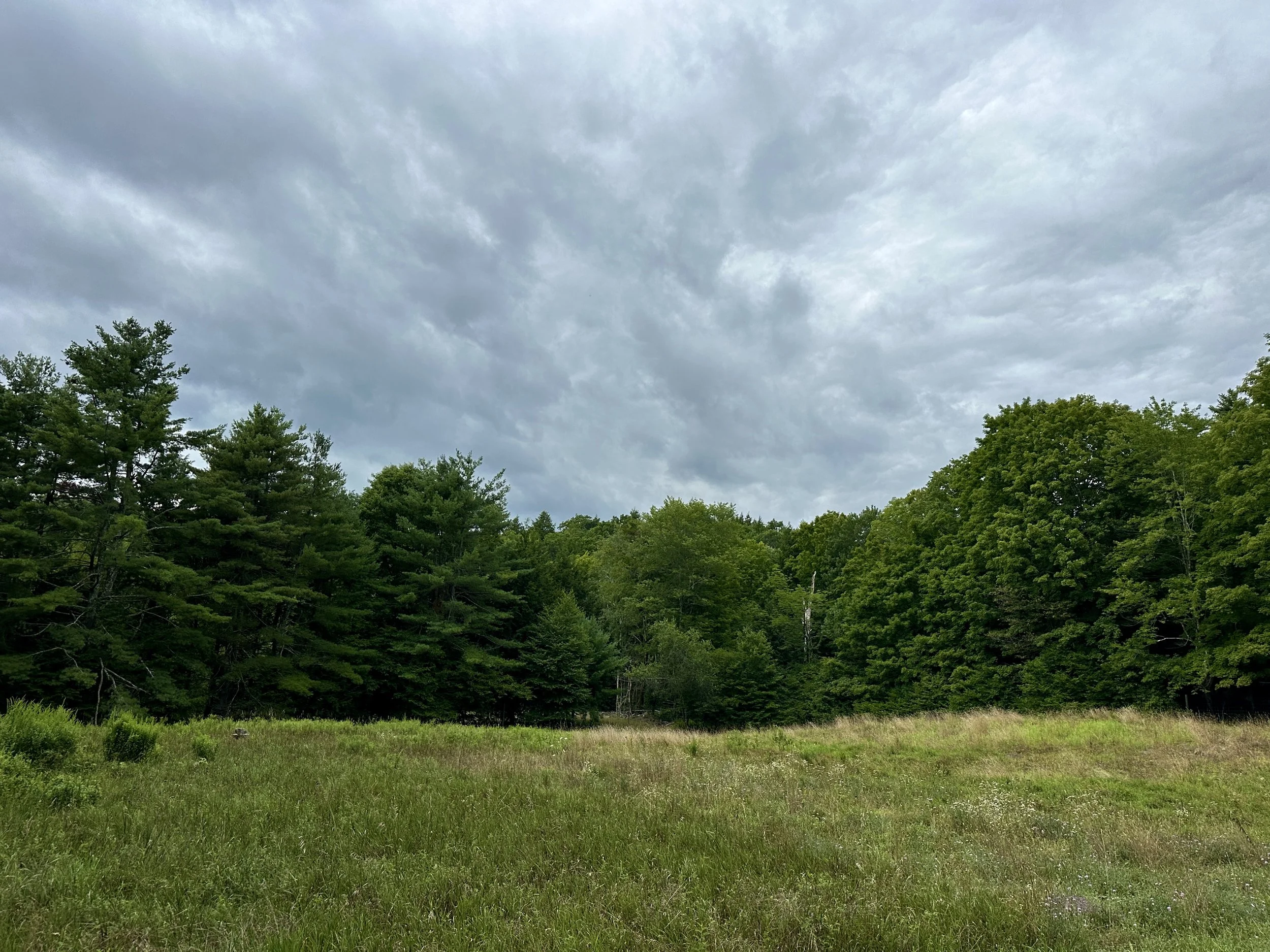 The Meadow