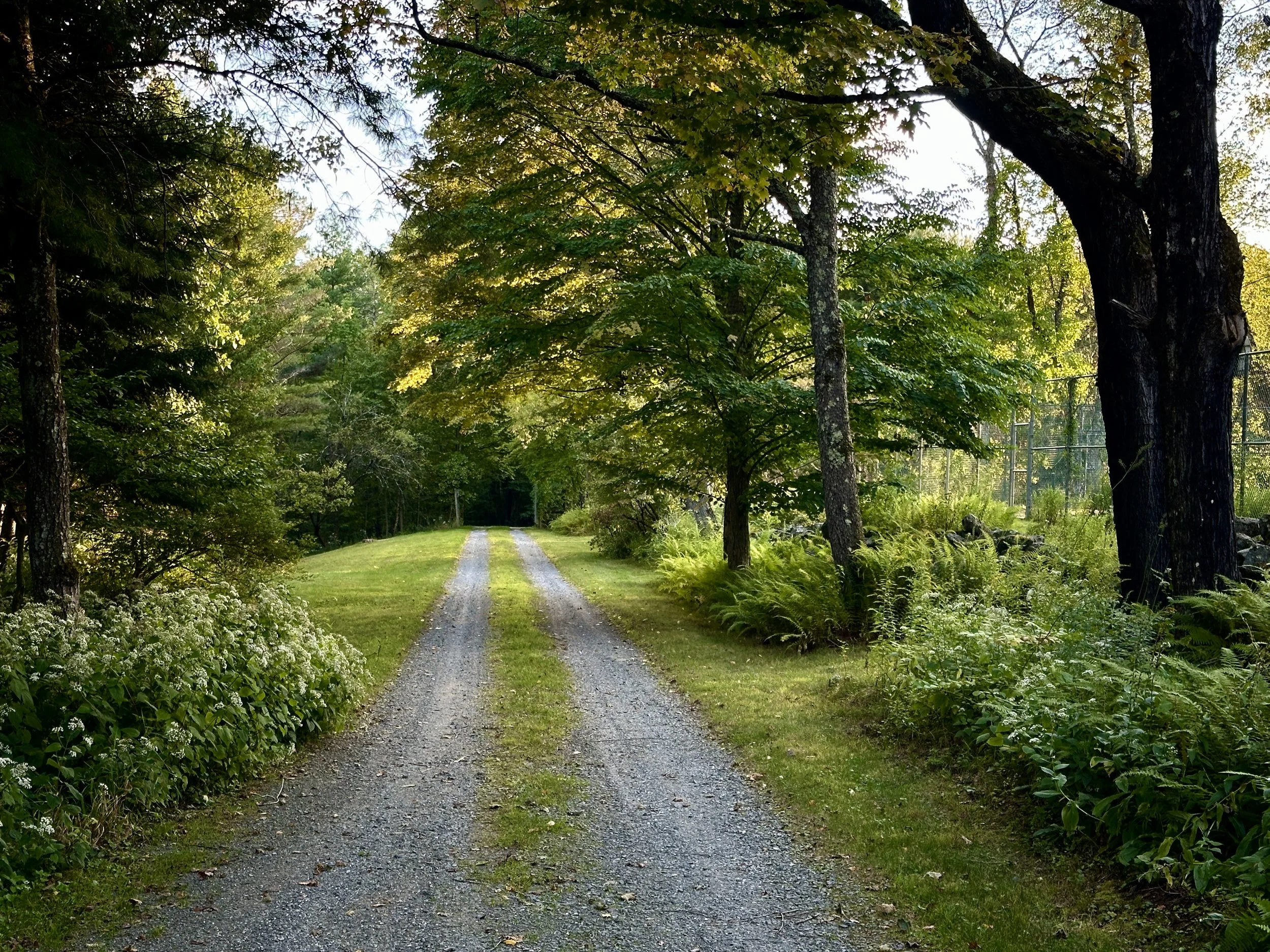 Driveway in Summer