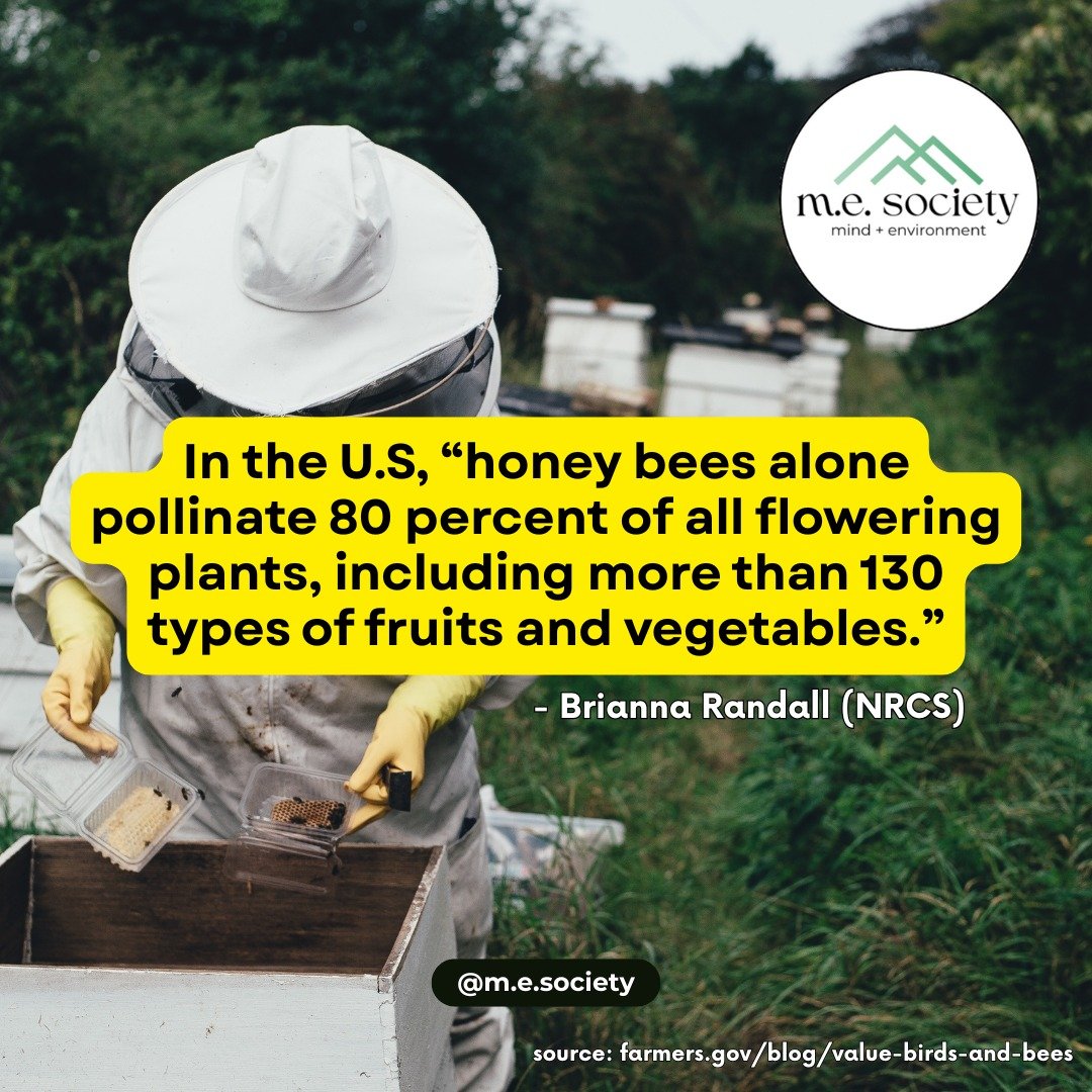 💛 Happy World Honey Bee Day! 🍯🐝
Extra grateful for our furry, hard-working friends today 🙏🏽🌼🍋

#bees #honeybees #worldhoneybeeday #savethebees #environment #climate #agriculture #protectthepollinators #usda #farmers #farm