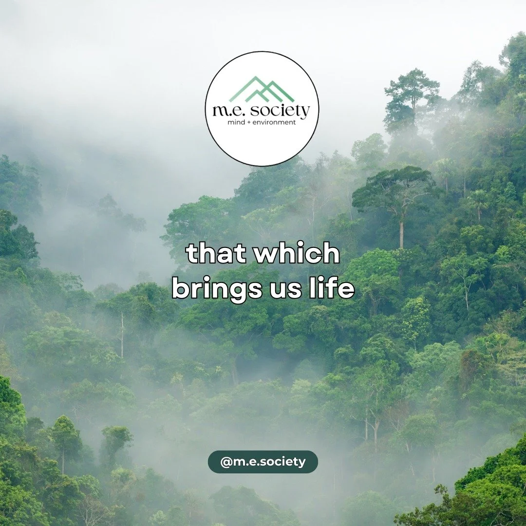 Today we celebrate World Nature Conservation Day 🌎🌴🌊
💧Let's protect that which BRINGS US LIFE 🌳🦋

#worldnatureconservationday #natureconservation #nature #conservation #environment #climate #protecttheplanet #earth #life