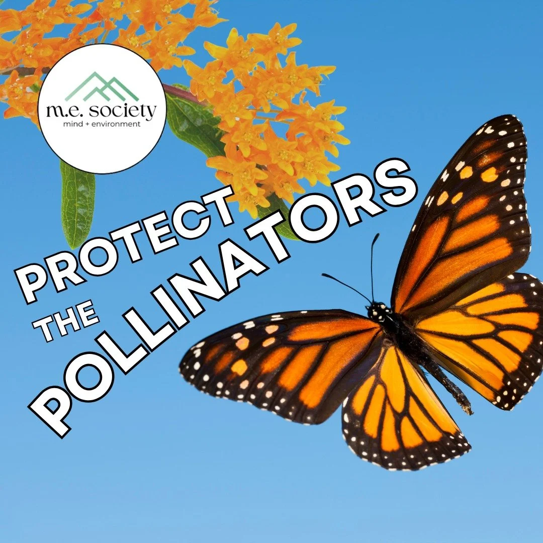 🐝🍯 PROTECT THE POLLINATORS 🦋🌸
swipe ➡️ for simple ways to help our endangered friends 💛

#protectthepollinators #pollinators #bees #butterflies #summer #agriculture