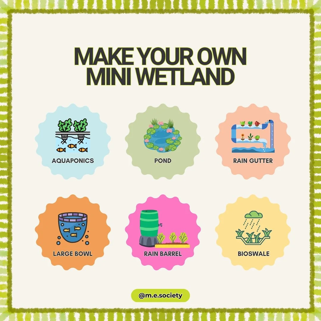 Make a mini wetland in your own backyard🏡💚🪴🦋
Which one is your favorite? 🪷🐸🦆

#wetlands #ecology #ecologicaldiversity #environment #climate #diversity #wildlife #science