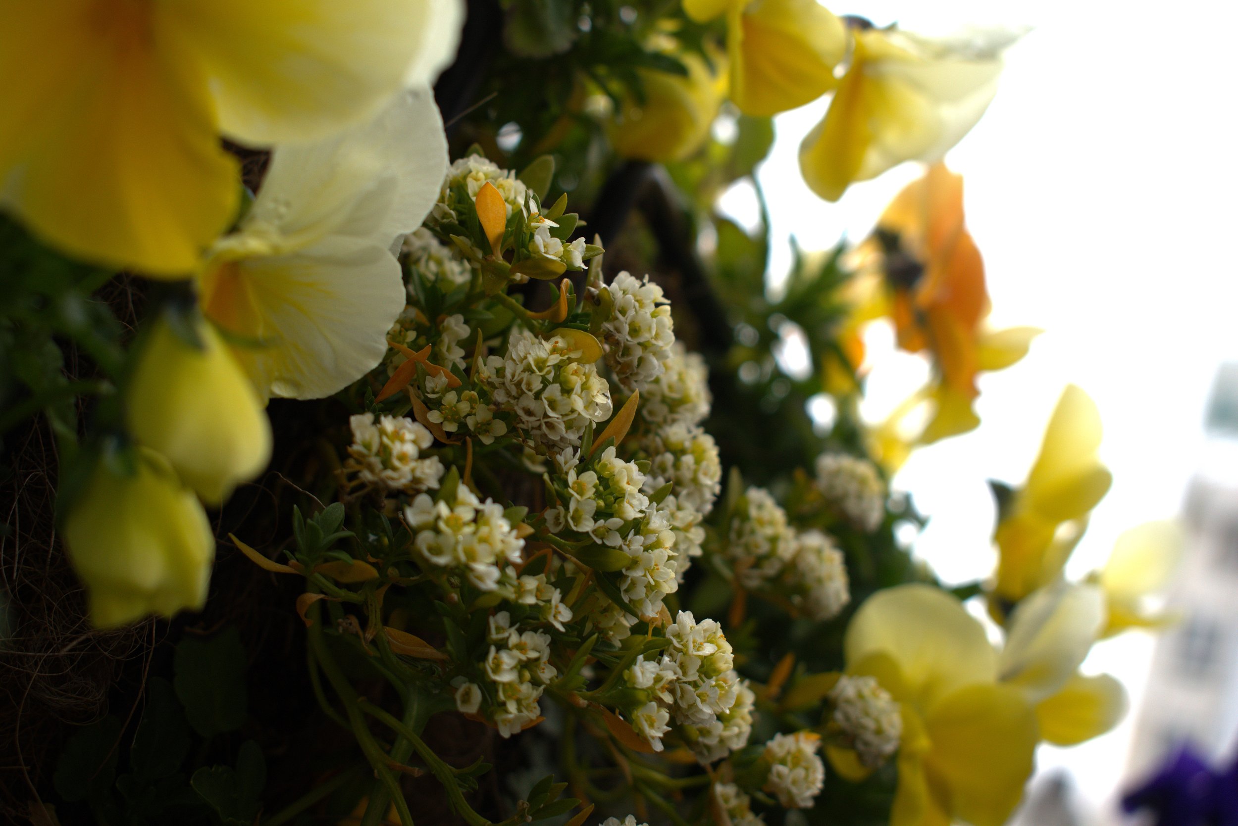 Closeup of Yellow Flowers, Hakoe Open Air Art Museum, Japan, 2024: Nikon D3500 24.2MP DSLR