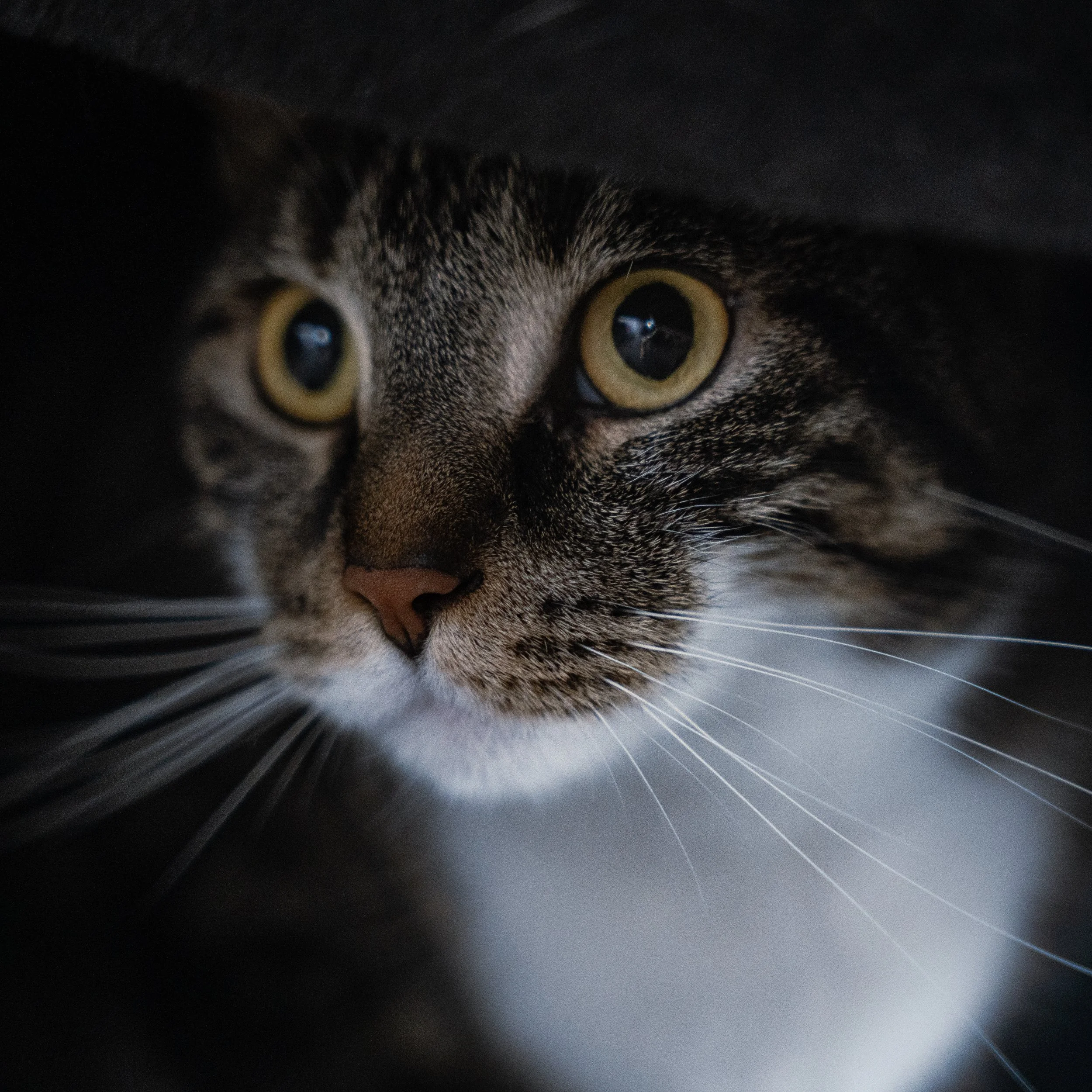 Close-up of a tabby cat with green eyes, partially hidden in darkness, looking curiously.