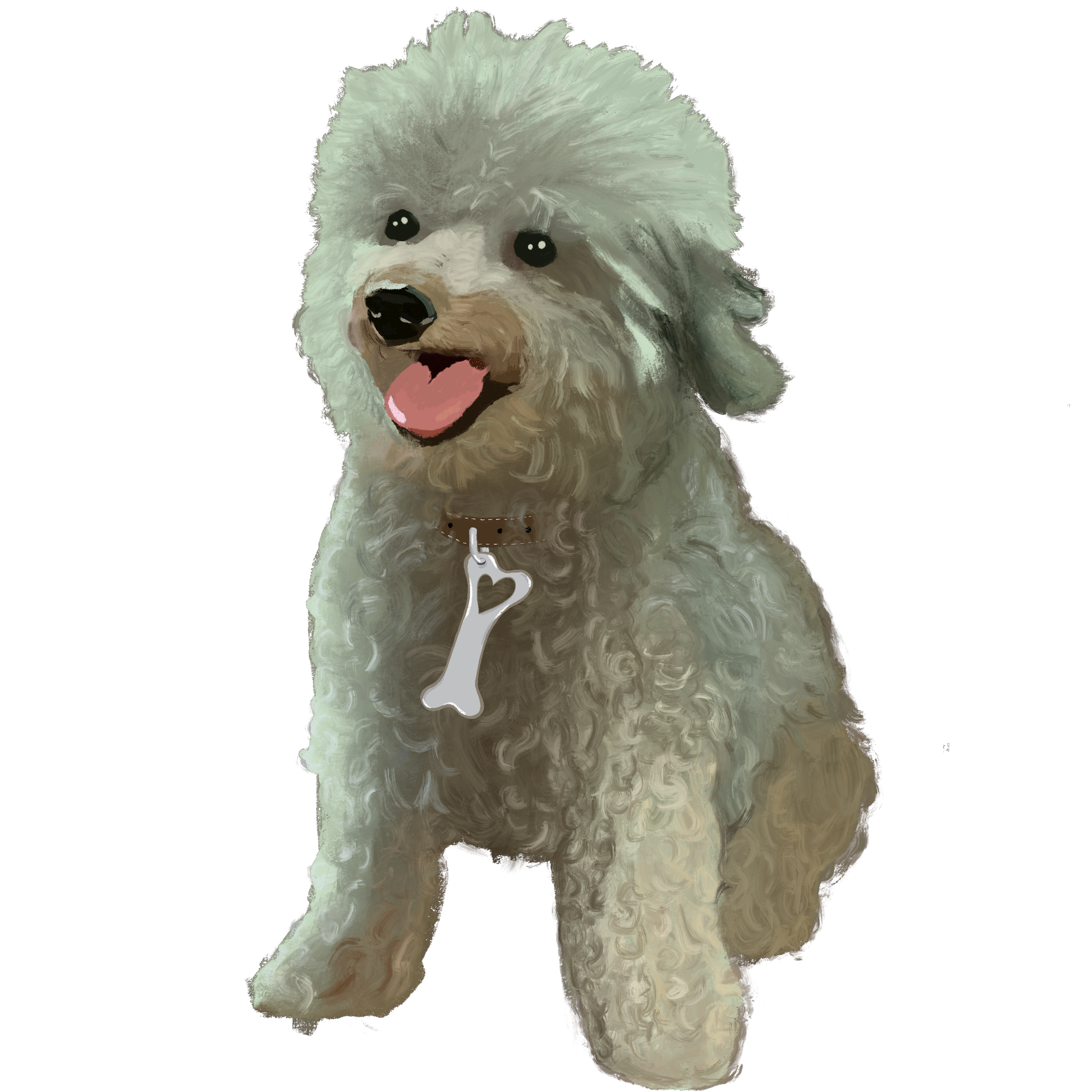 Digitized and hand illustrated portrait of a senior white/cream miniature poodle. The poodle is wearing a Bone and Heart Whisker Link dog tag. The poodle's name is Arthur and he is displaying signs of happiness.