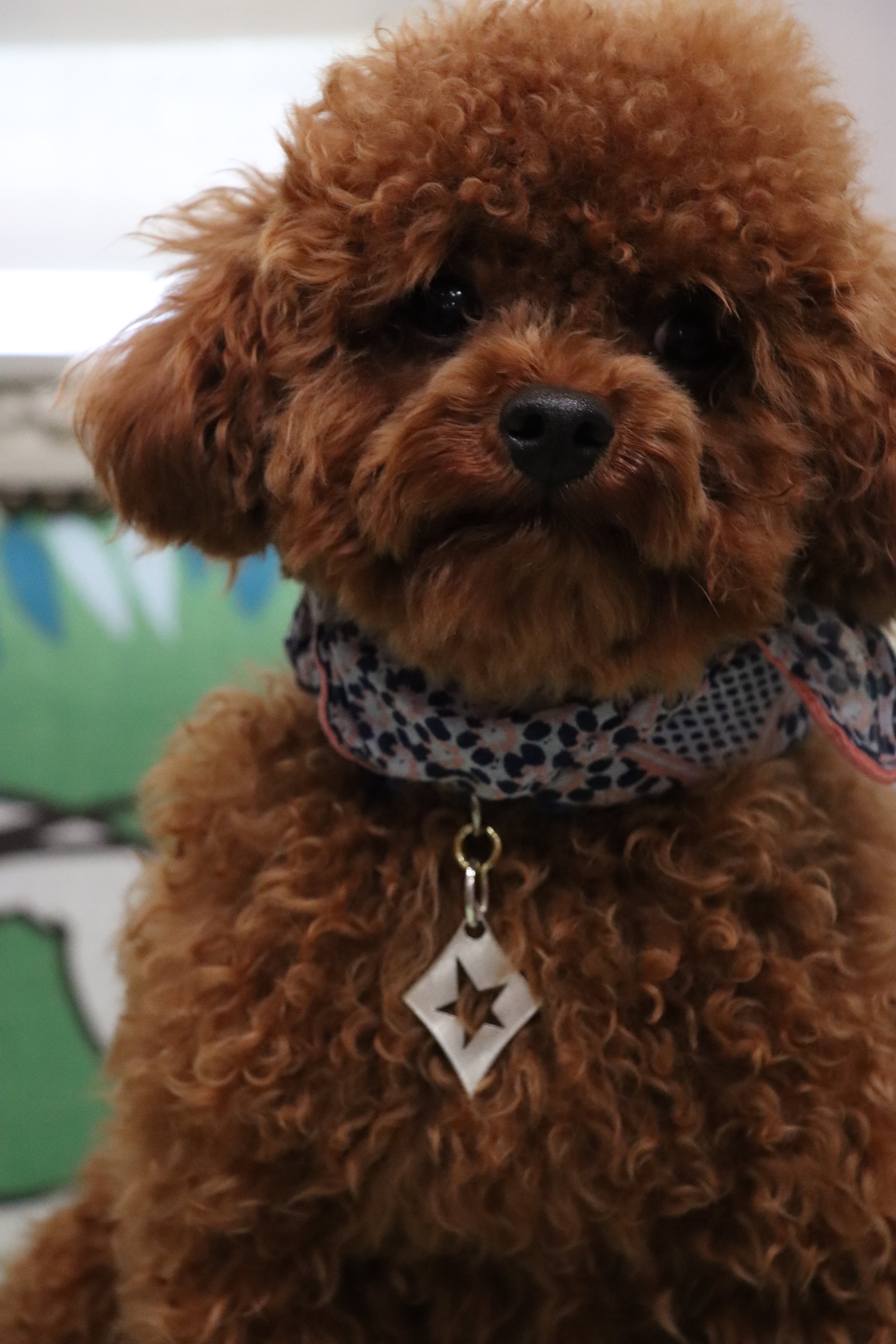 Whisker-and-gem-custom-luxury-dog-tag-with-engraving-and-gemstones-417.jpg