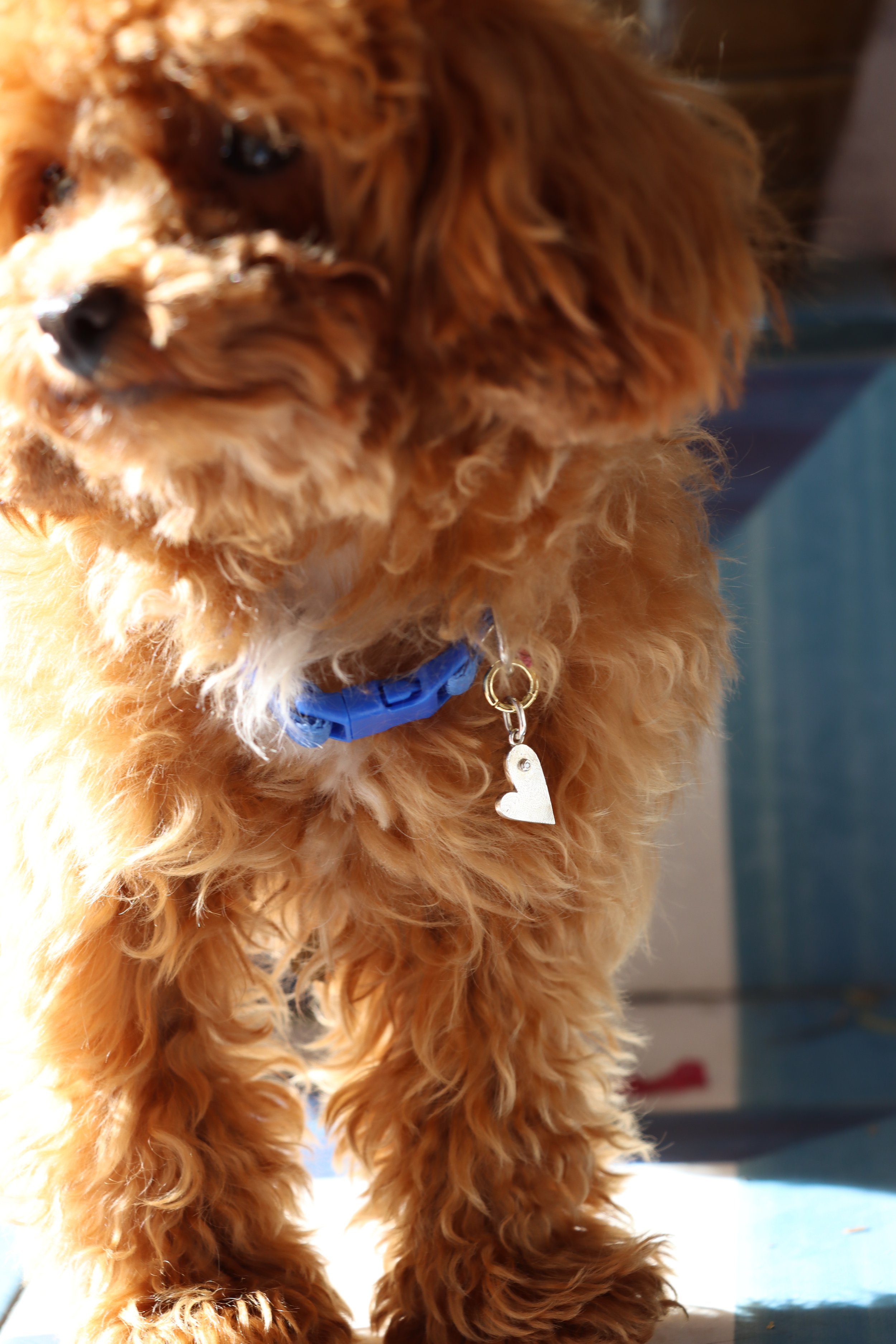 Whisker-and-gem-custom-luxury-dog-tag-with-engraving-and-gemstones-369.jpg