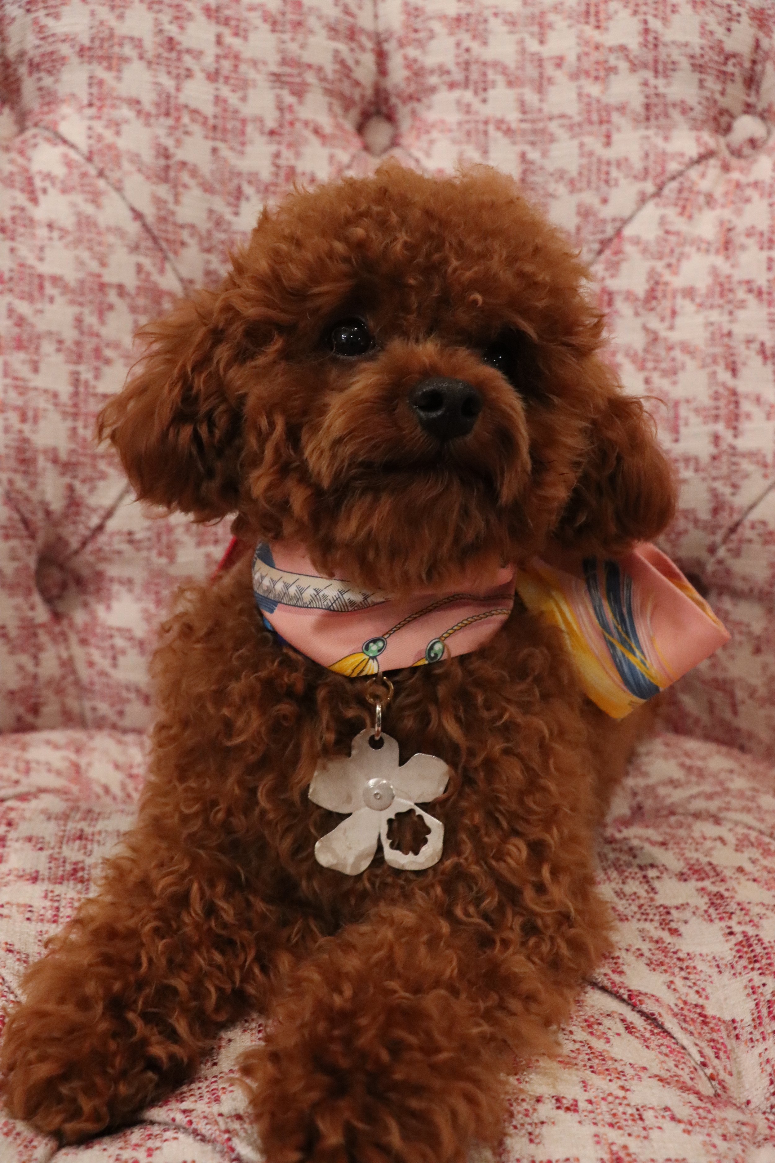 Whisker-and-gem-custom-luxury-dog-tag-with-engraving-and-gemstones-3.jpg
