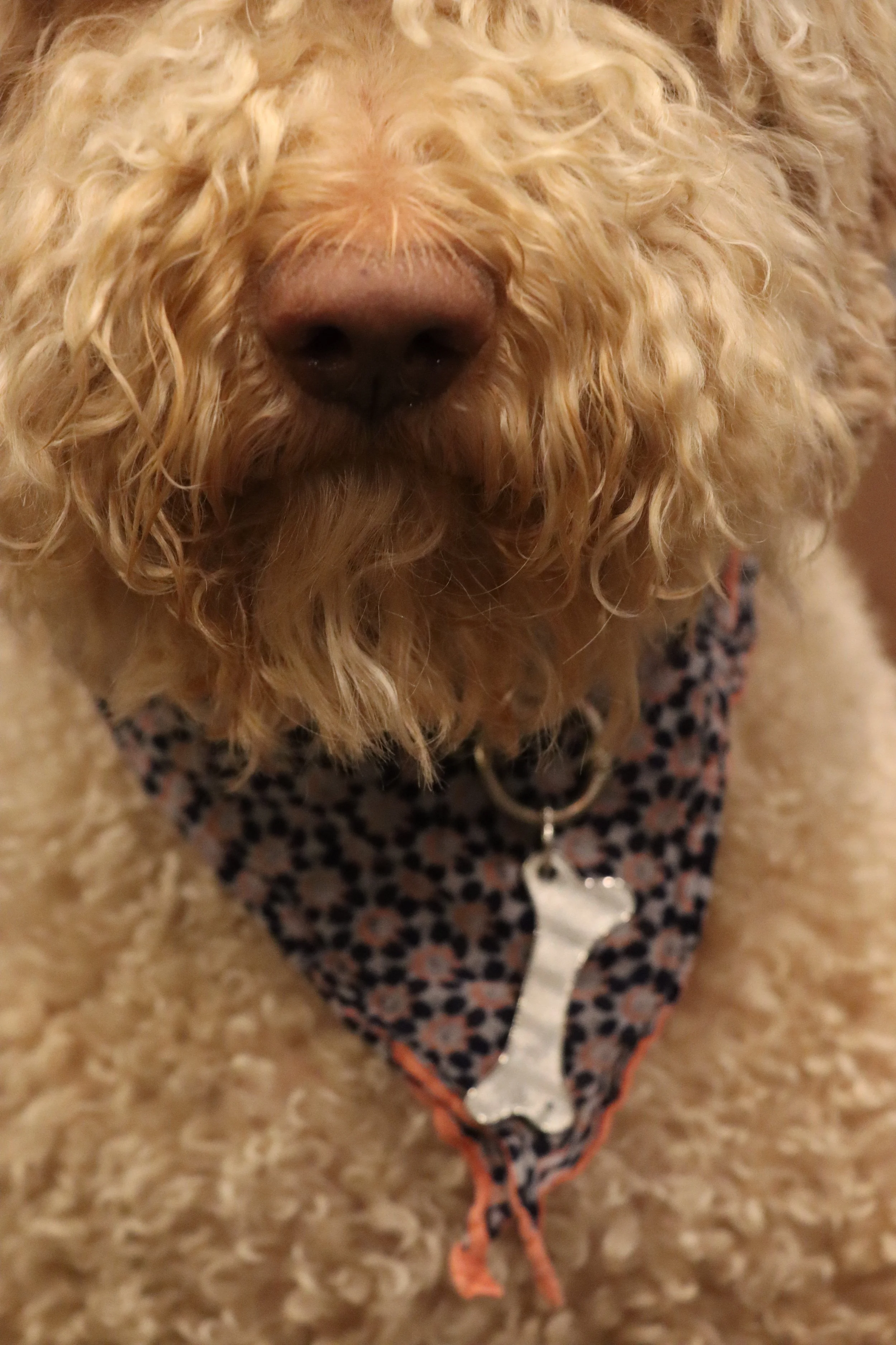 whisker-and-gem-custom-sterling-silver-engraved-luxury-pet-tags-personalized-gemstone-made-to-order-pet-jewelry-001.jpg.JPG