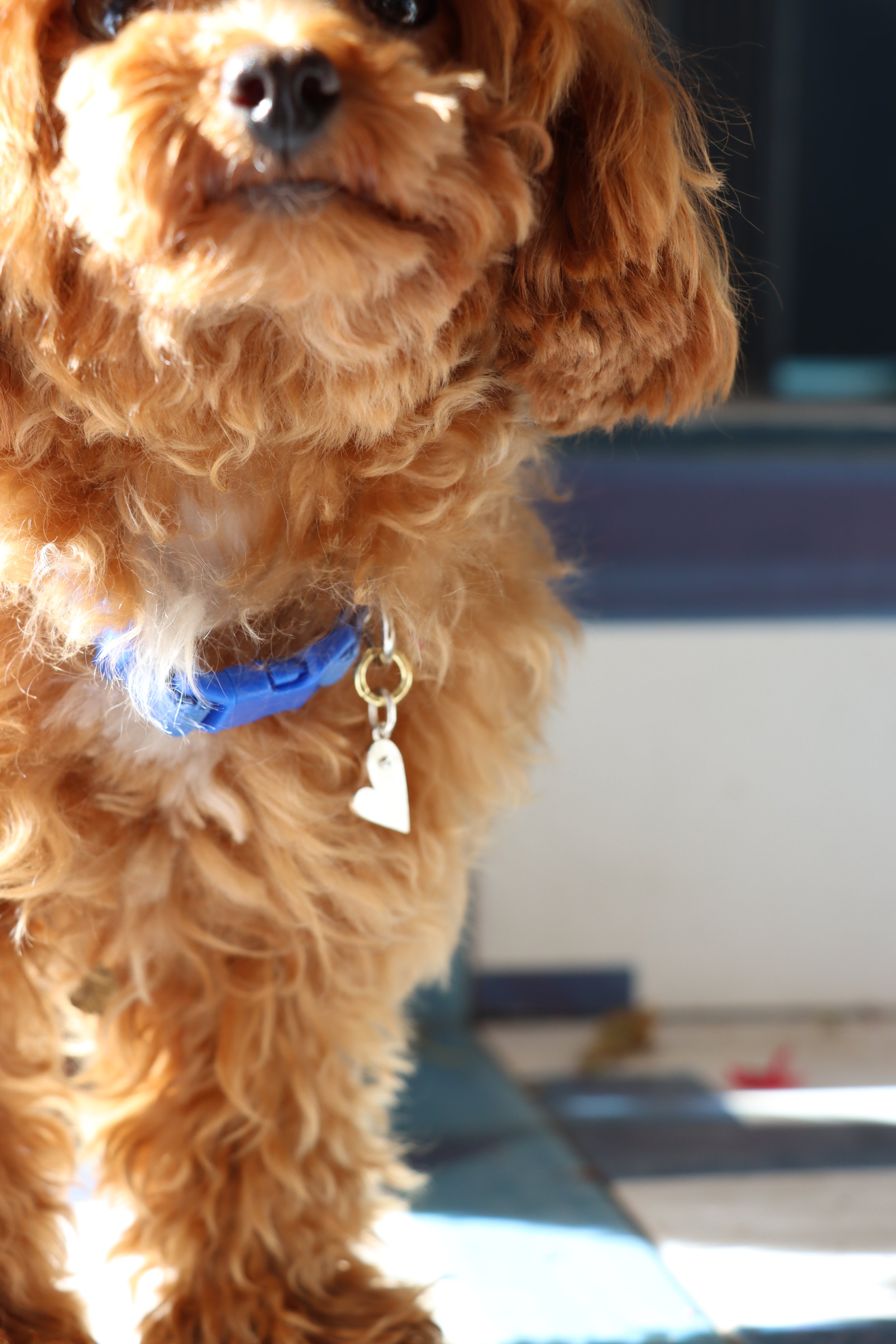 Whisker-and-gem-custom-luxury-dog-tag-with-engraving-and-gemstones-230.jpg