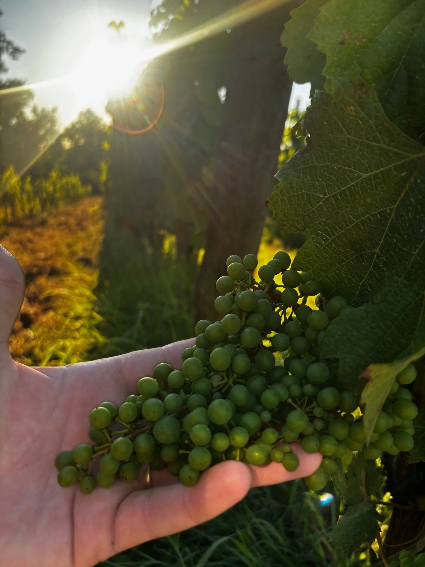 Weeks in the Vines: July Round-Up