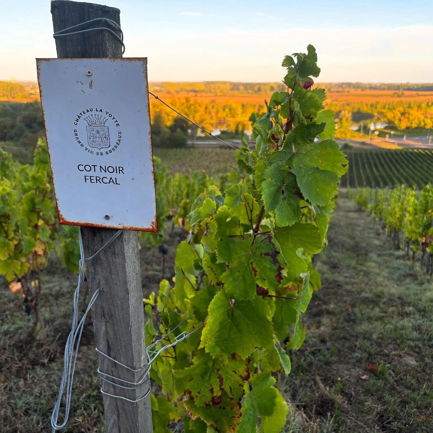 Tic toc.. almost Malbec o&rsquo;clock 🍇

#vinbio #organicwines #bordeaux #bordeauxwine #harvest #malbec