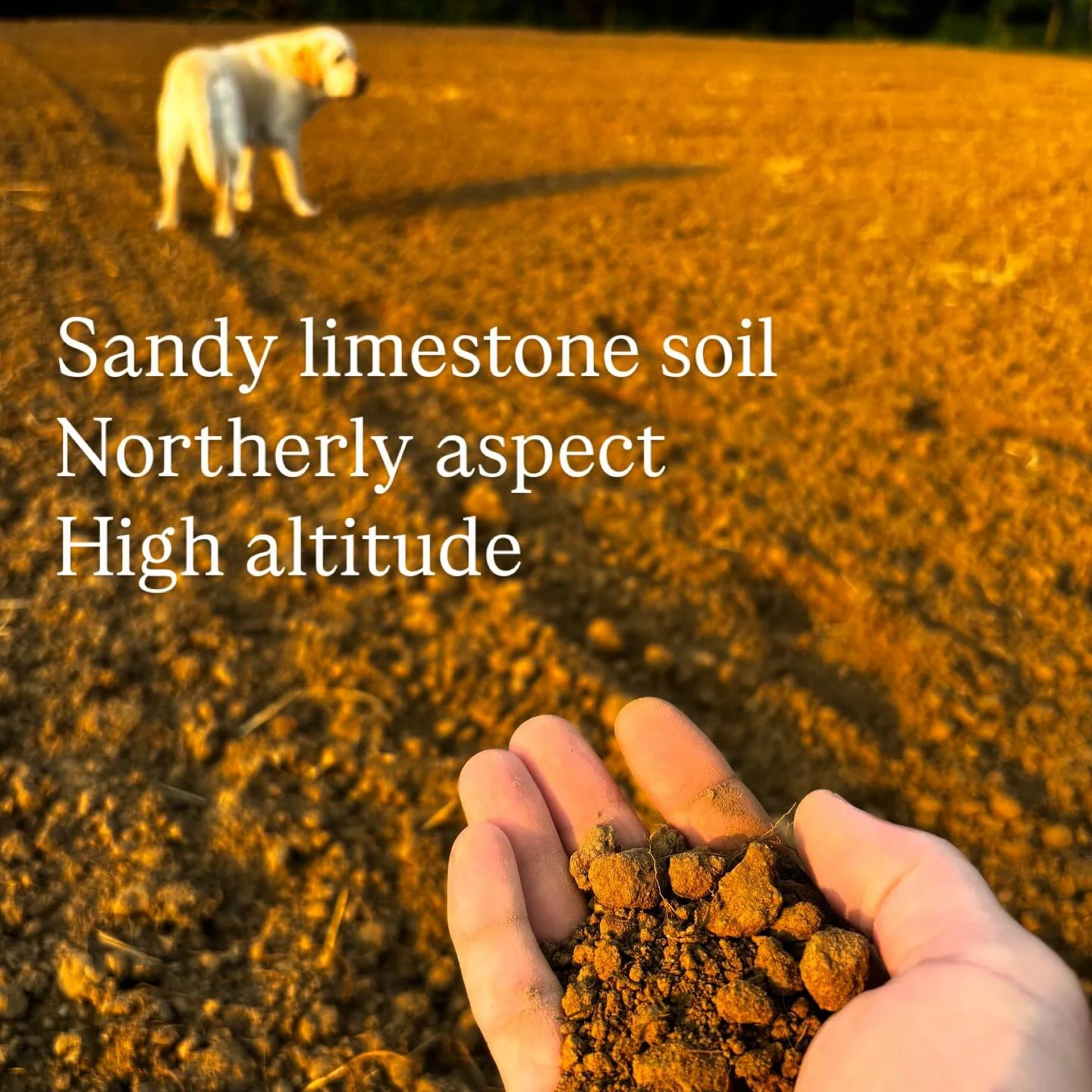 Chenin Blanc clone 220

#cheninblanc #bordeaux #organicwine #vinbio