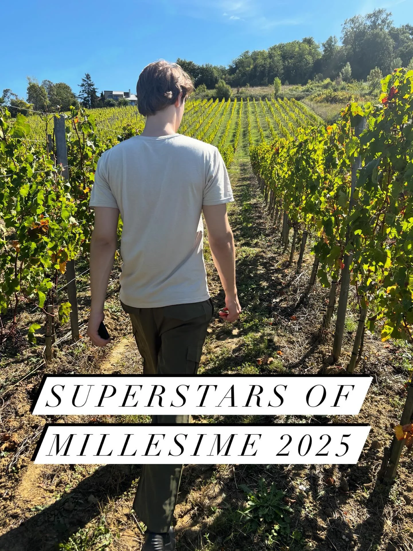 #vinbio #organicwines #bordeaux #bordeauxwine #harvest