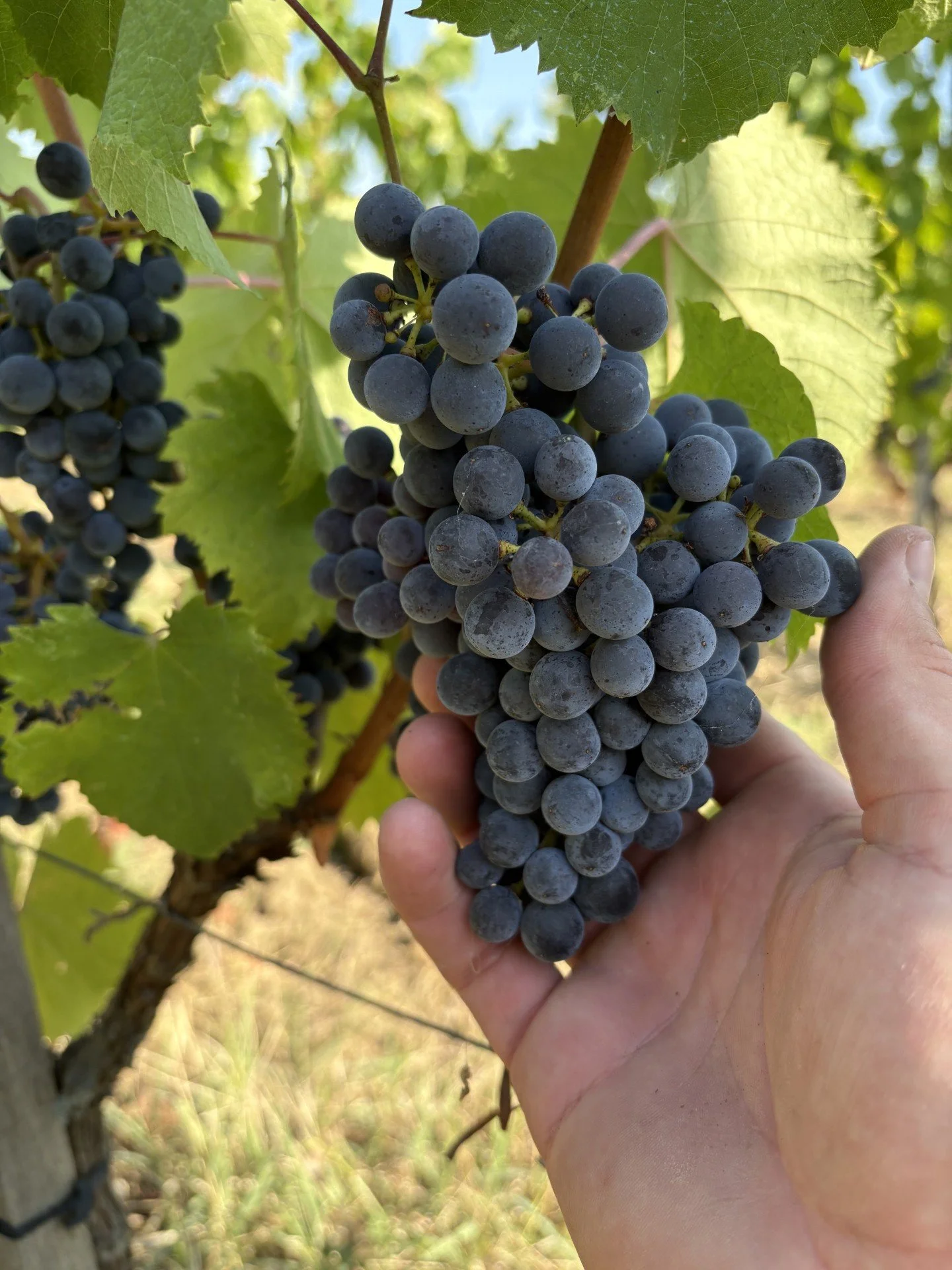 2026 Harvest - Any Day Now!