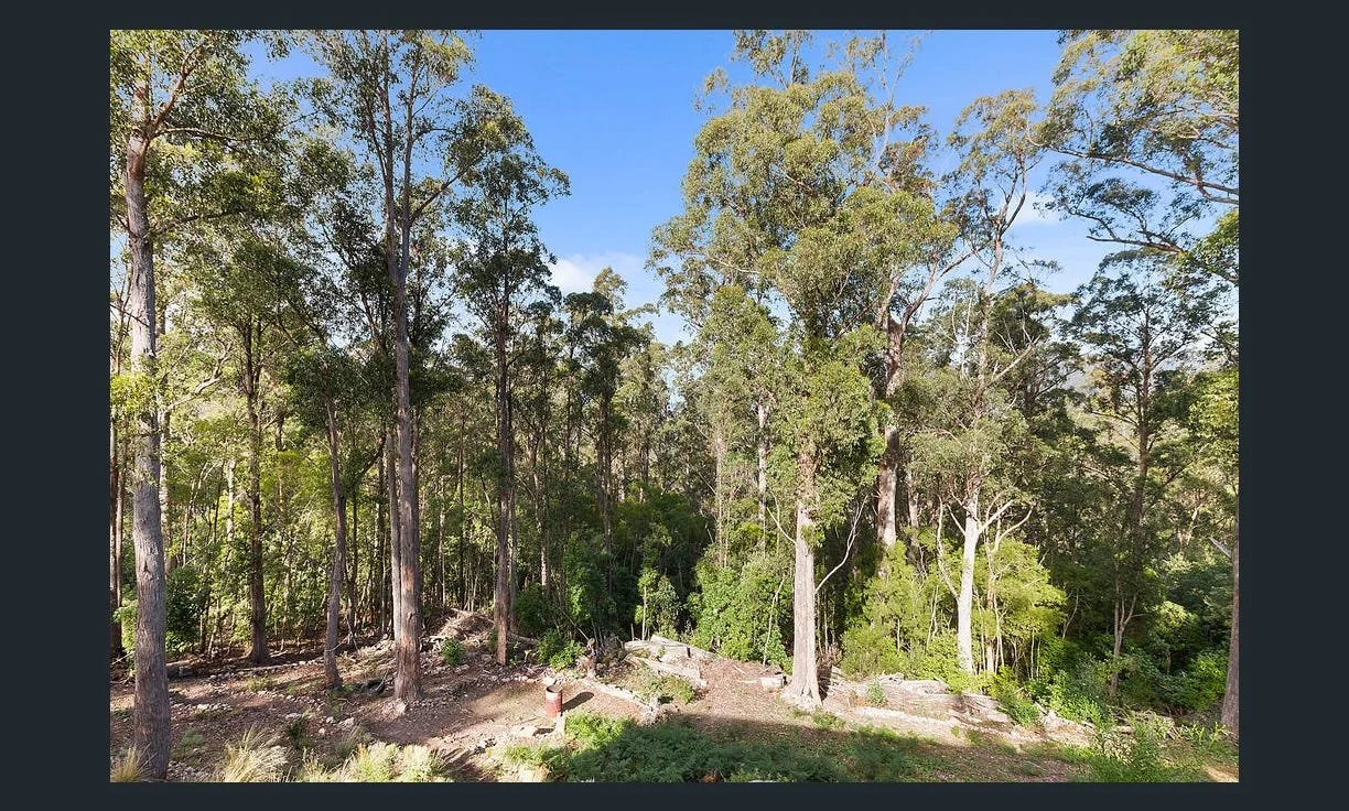 Fern tree bush views BAL .jpg
