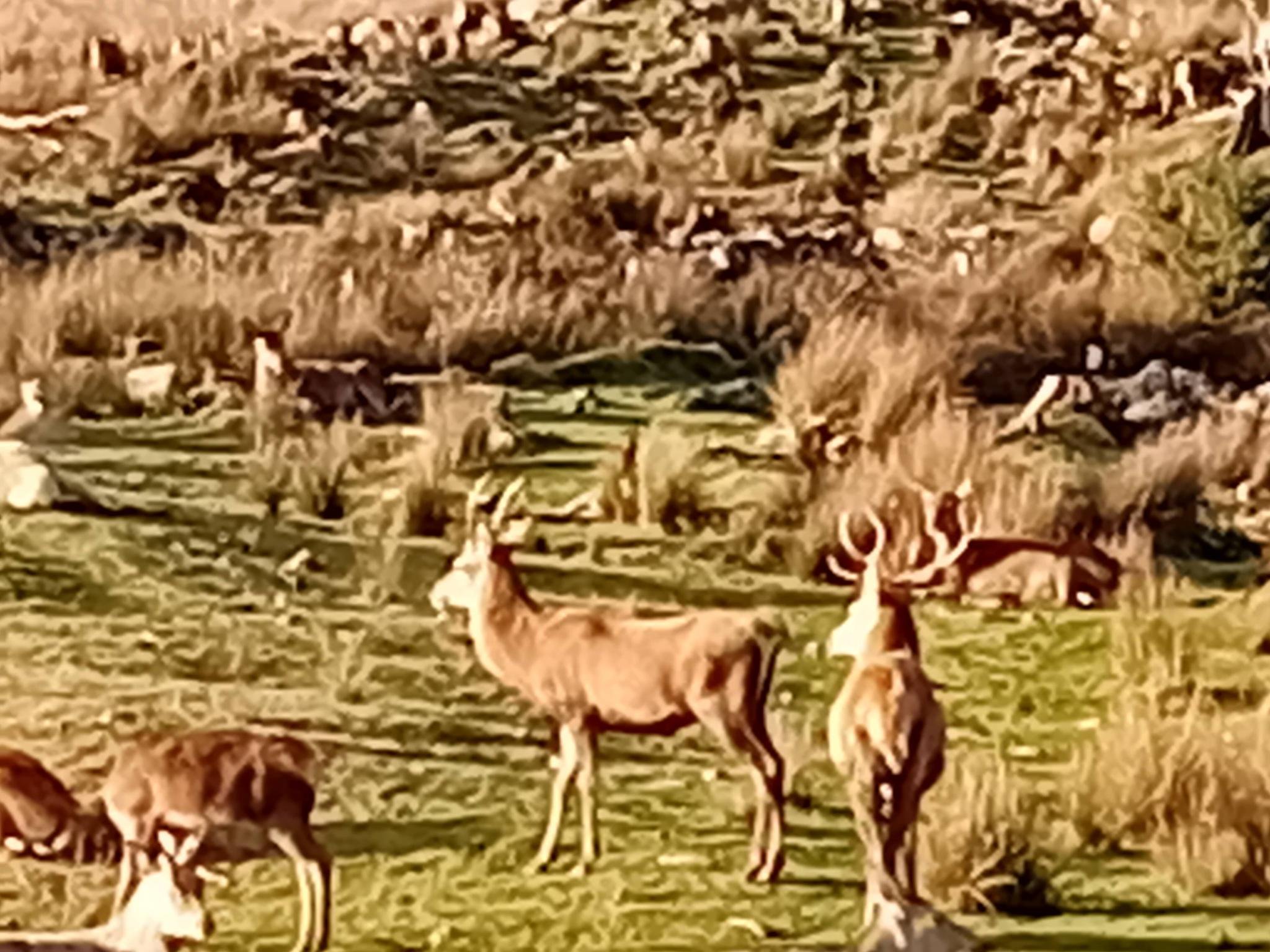 Deer Park - Santa's gang relaxing before the Christmas rush ❤️ 💙 💜