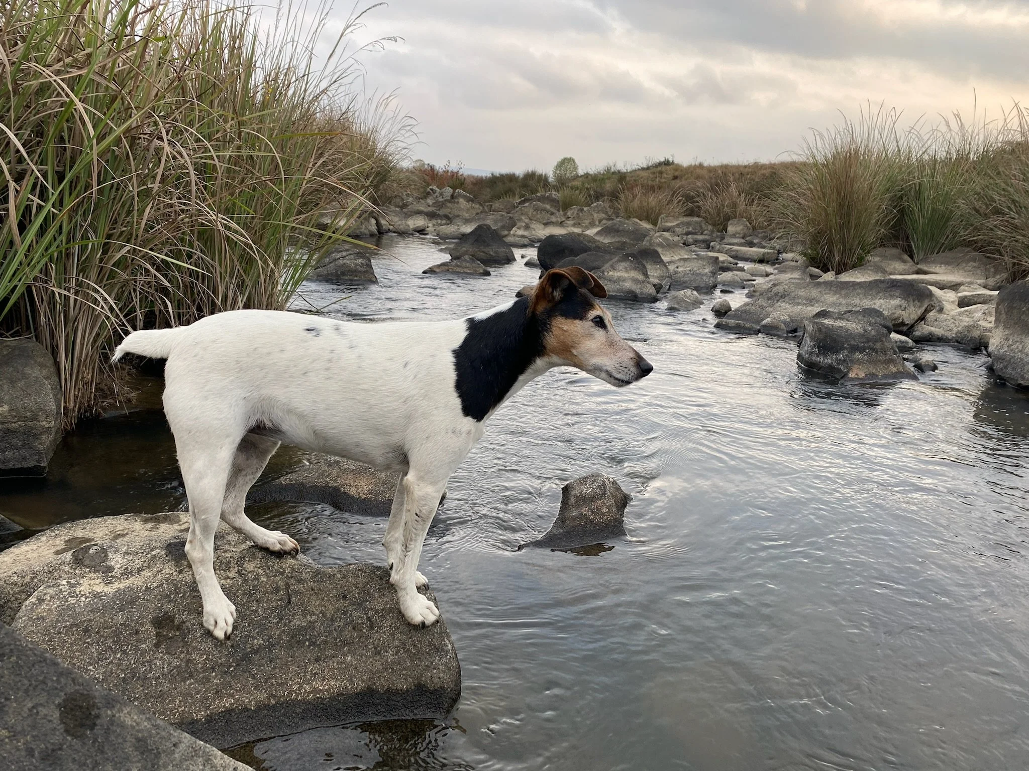 On the Farm_Dog2.JPG