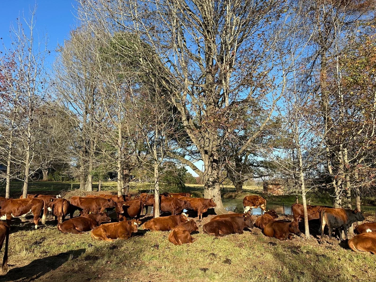 On the Farm_Cows.JPG