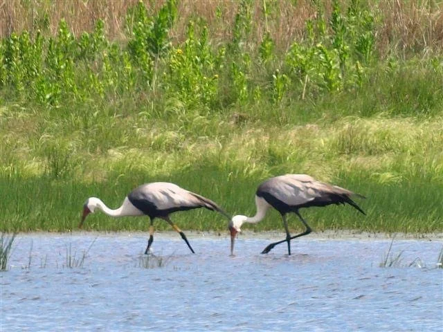 Wattled Cranes.JPG