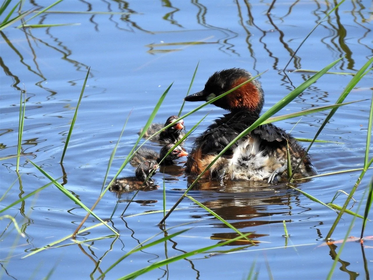 Dabchick.JPG