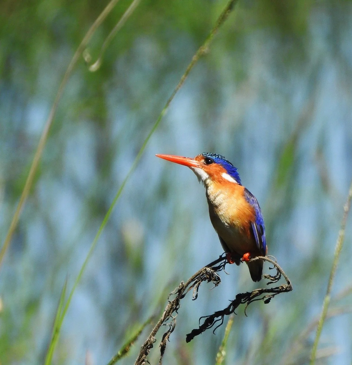 Malachite Kingfisher.JPG