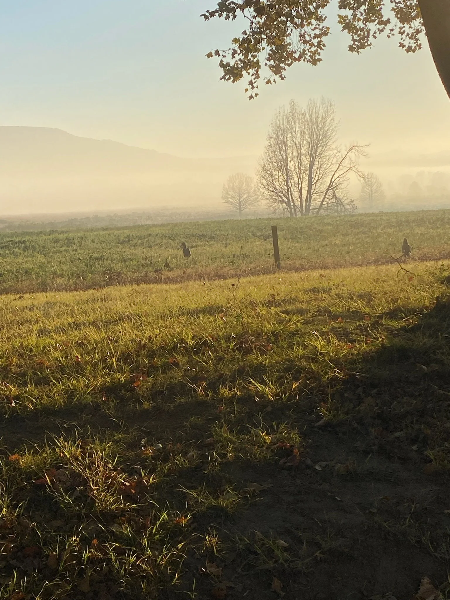 On the Farm_Hornbills.JPG