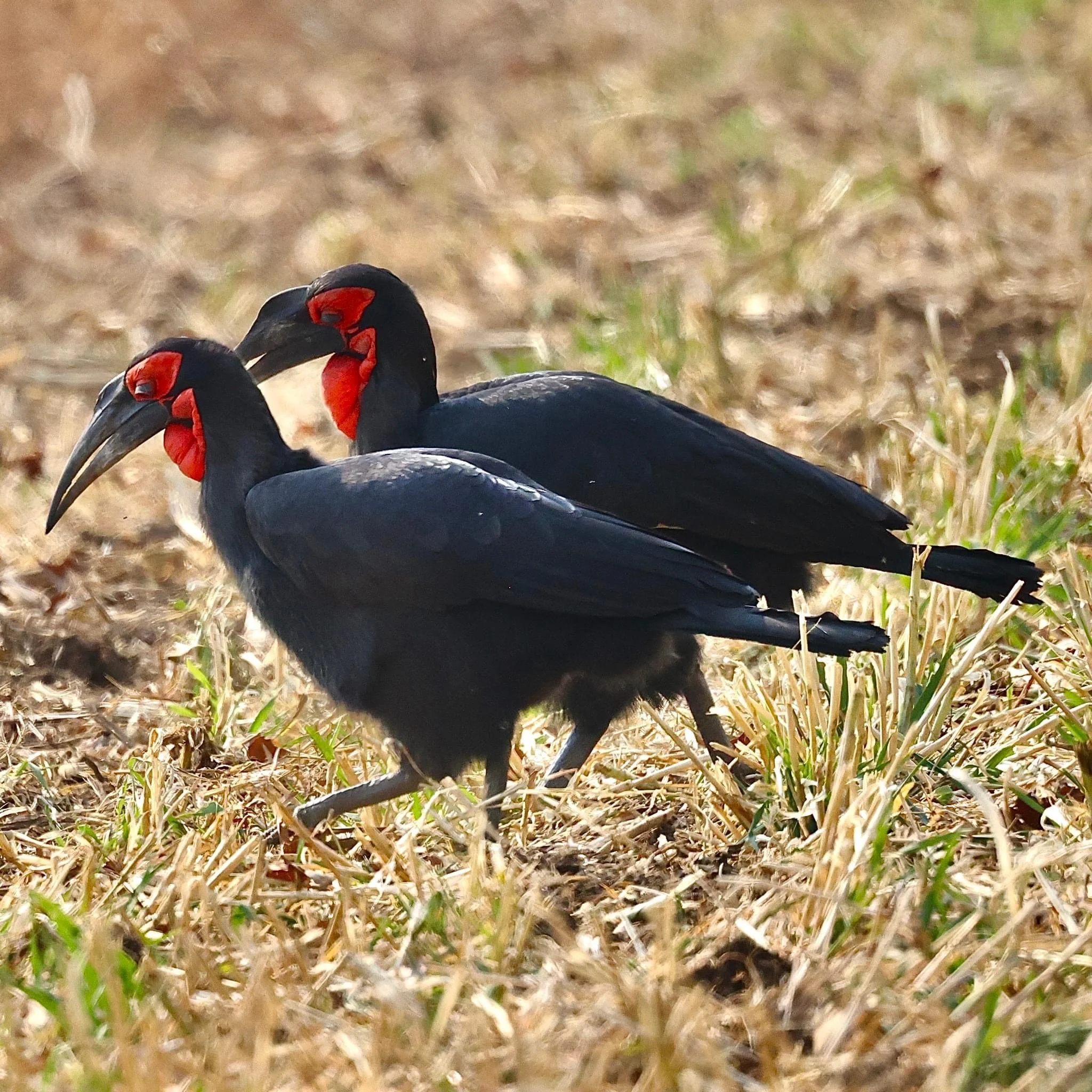 Ground Hornbills.JPG