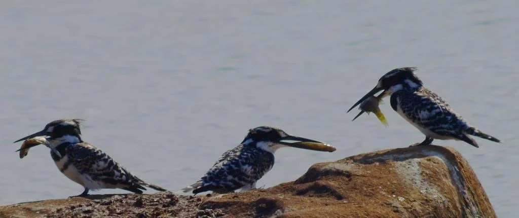 Pied Kingfisher.JPG