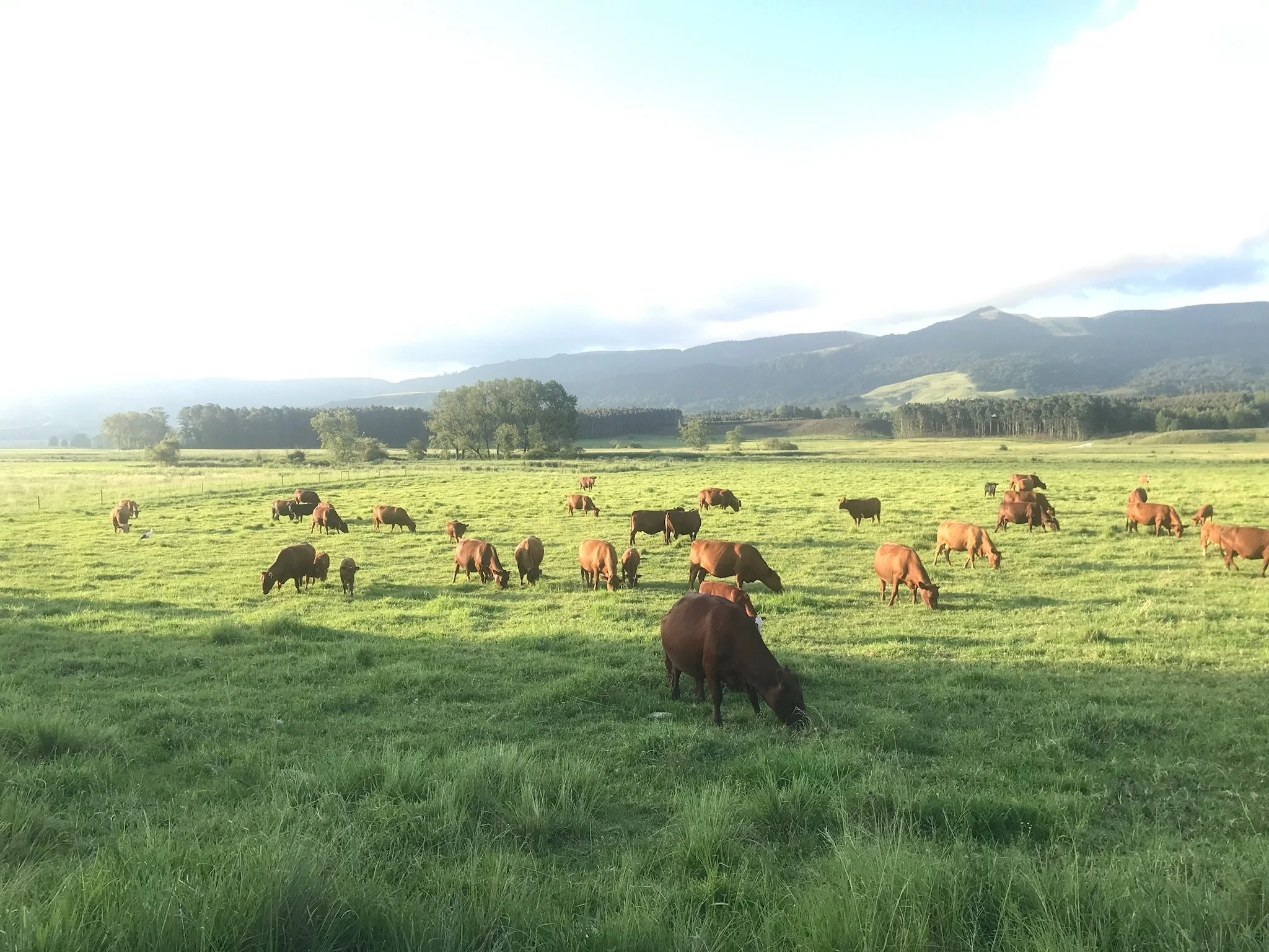 On the Farm_Cows2.JPG