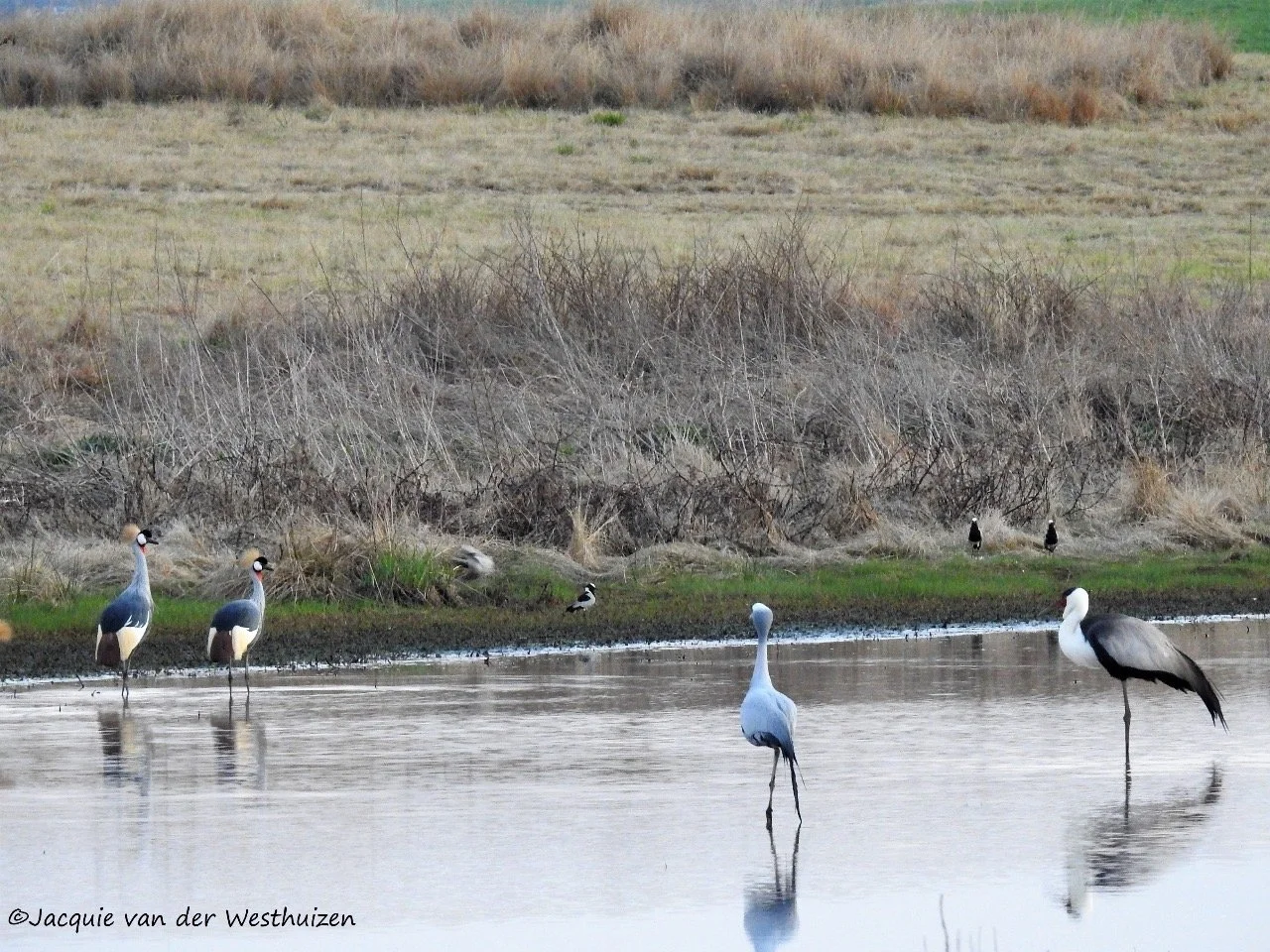 Three Cranes in Wetlands.JPG