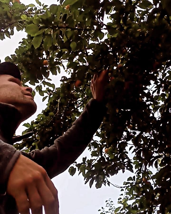 ~ virkelig lagt min elsk p&aring; disse sm&aring; plommene, mirabeller, som vokser &quot;vilt&quot; rundt om kring. De er nok planten en gang i tiden, men jeg har funnet flere tr&aelig;r utenfor hager.

Jeg har laget syltet&oslash;y med sitron verben