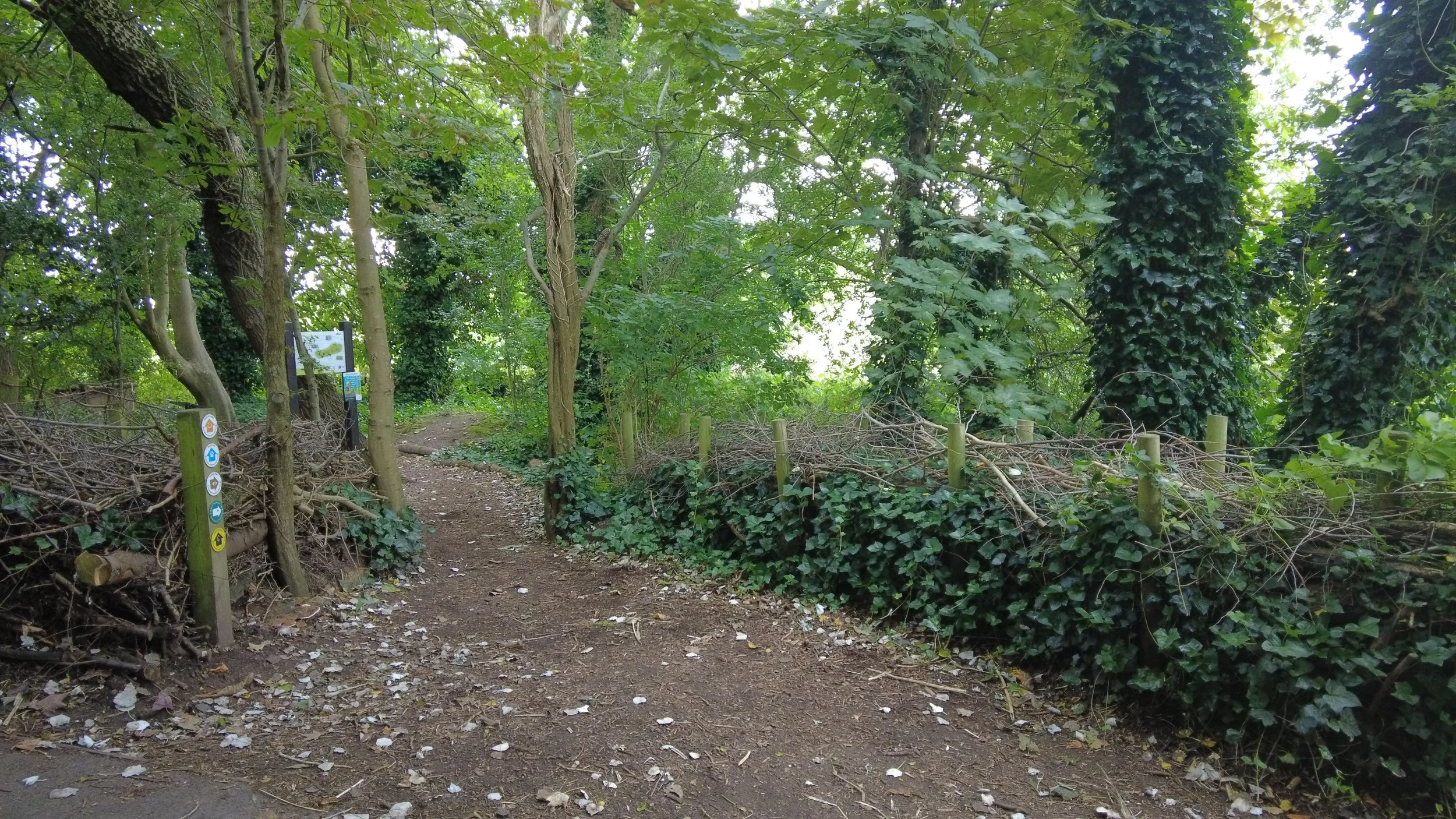 Teagan Reference Shot Chaos into Clarity.JPG