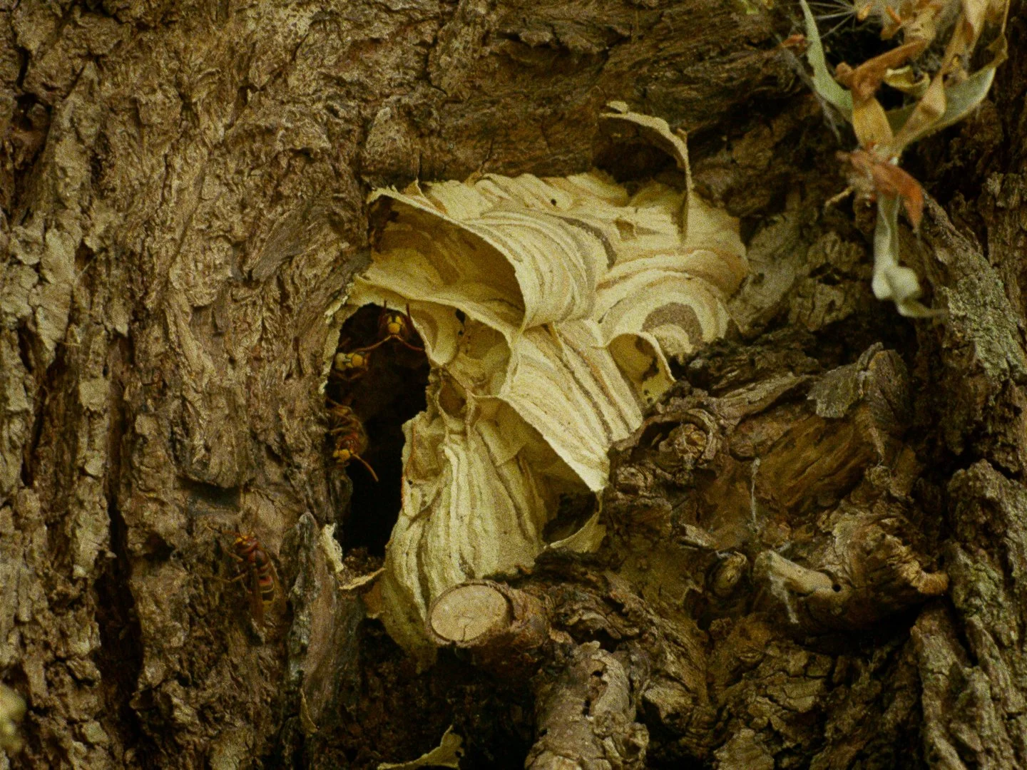 Broedplaats Borsele_1.63.1.jpg